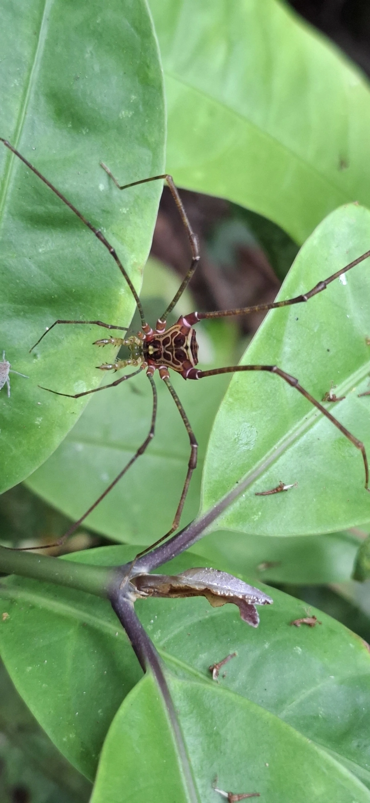 Heteromitobates, aracnídeos, fotografado em Maresias, São Sebastião