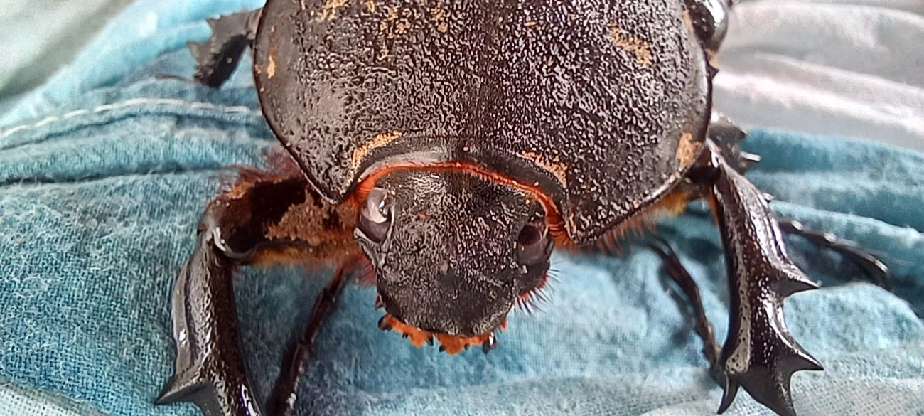 Megasoma, insetos, fotografado em Maresias, São Sebastião
