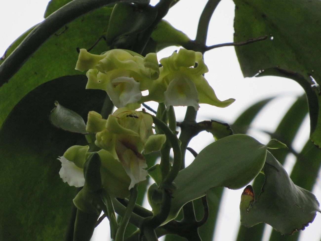Baunilha (Vanilla arcuata), plantas, fotografado em Maresias, São Sebastião