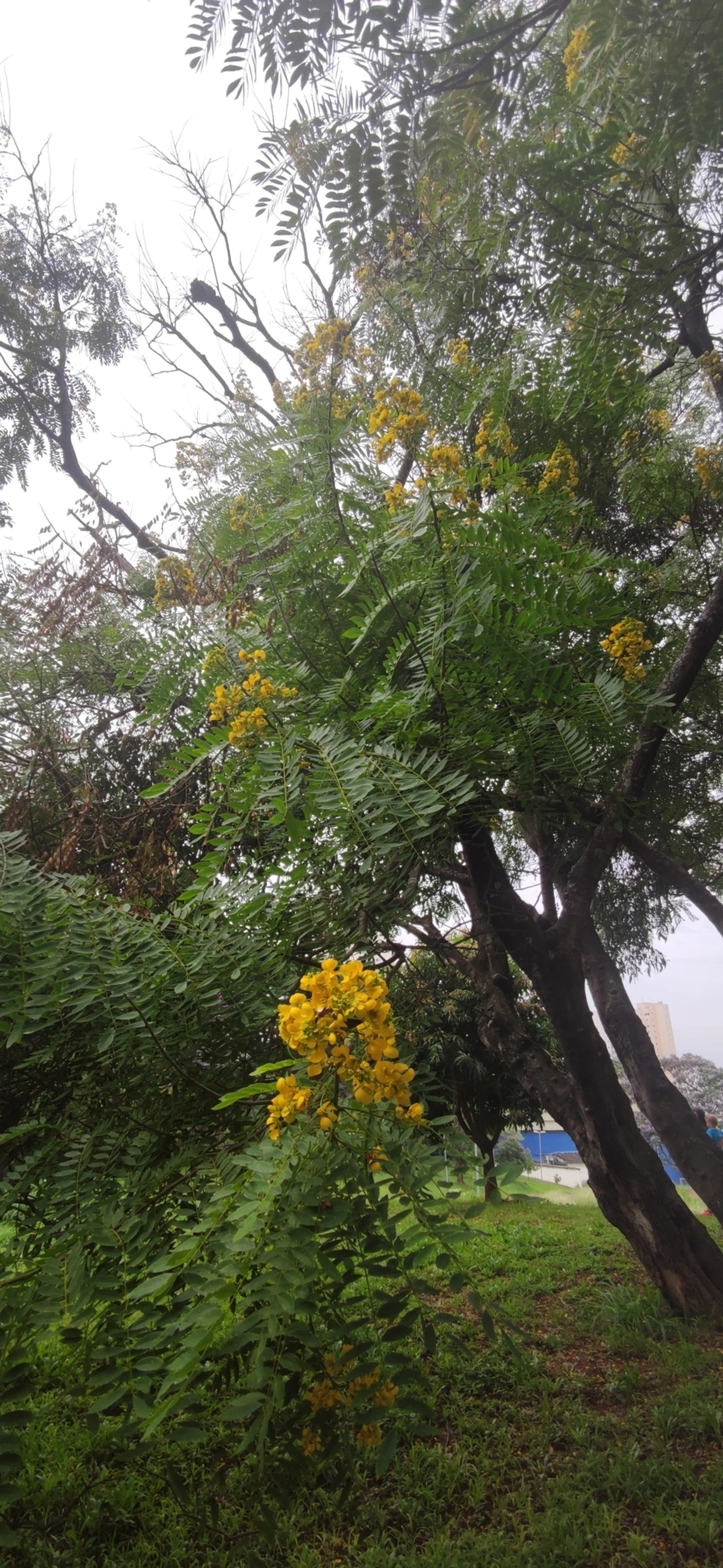 Cássia-do-nordeste (Senna spectabilis), plantas, fotografado em R. Acurui, São Paulo