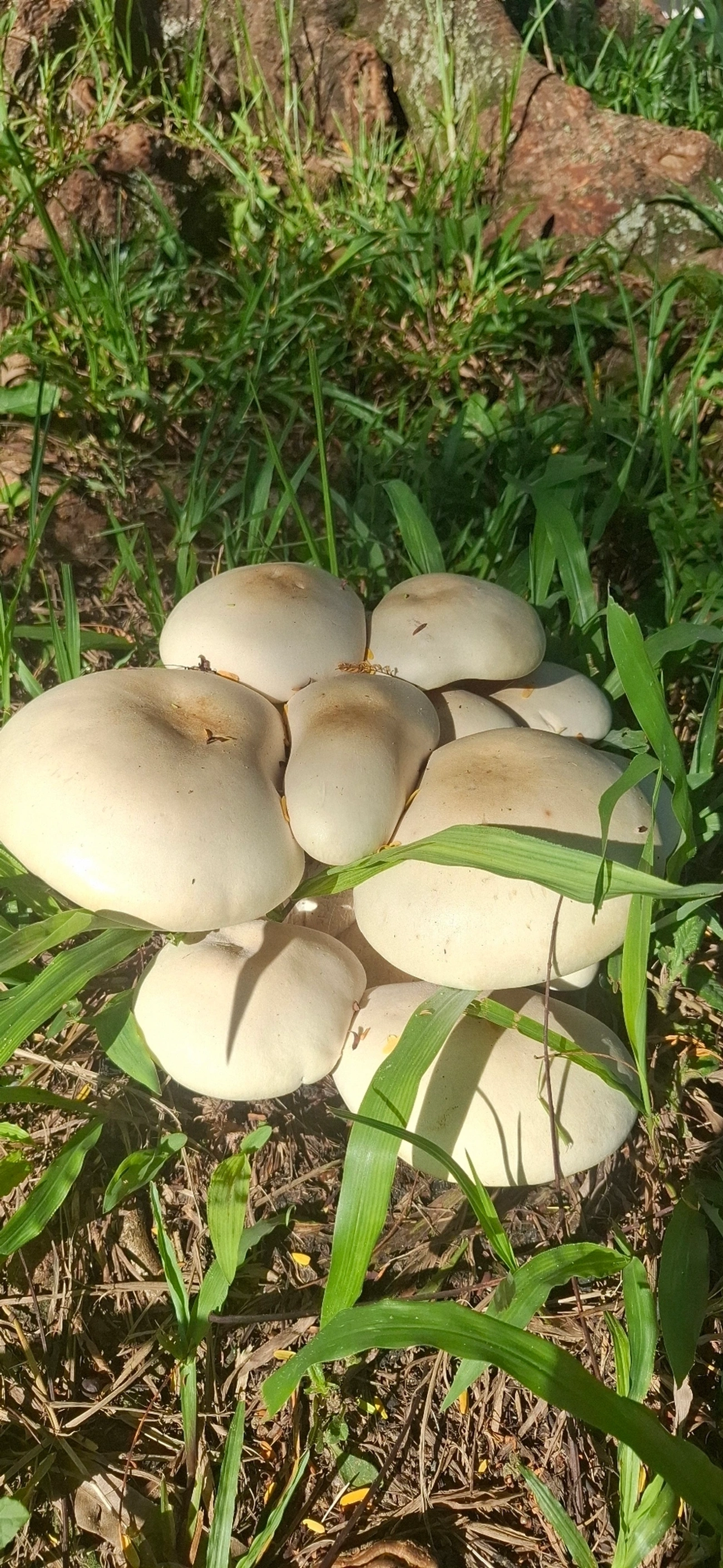 Cogumelo-gigante (Macrocybe titans), fungos, fotografado em Queluz
