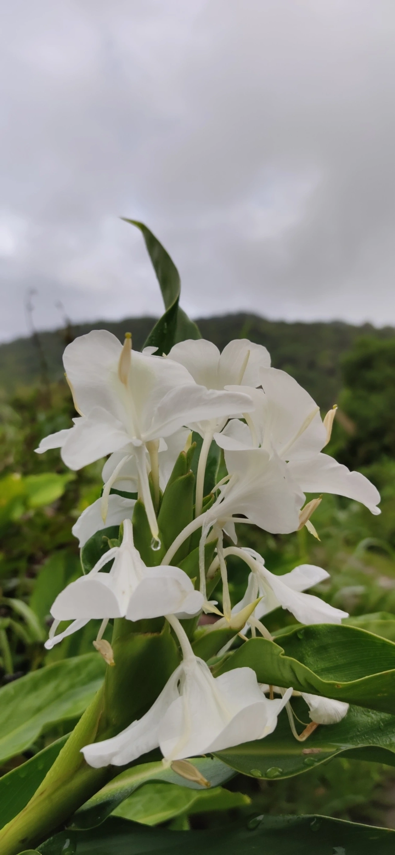 Lírio-do-brejo (Hedychium coronarium), plantas, fotografado em Maresias, São Sebastião