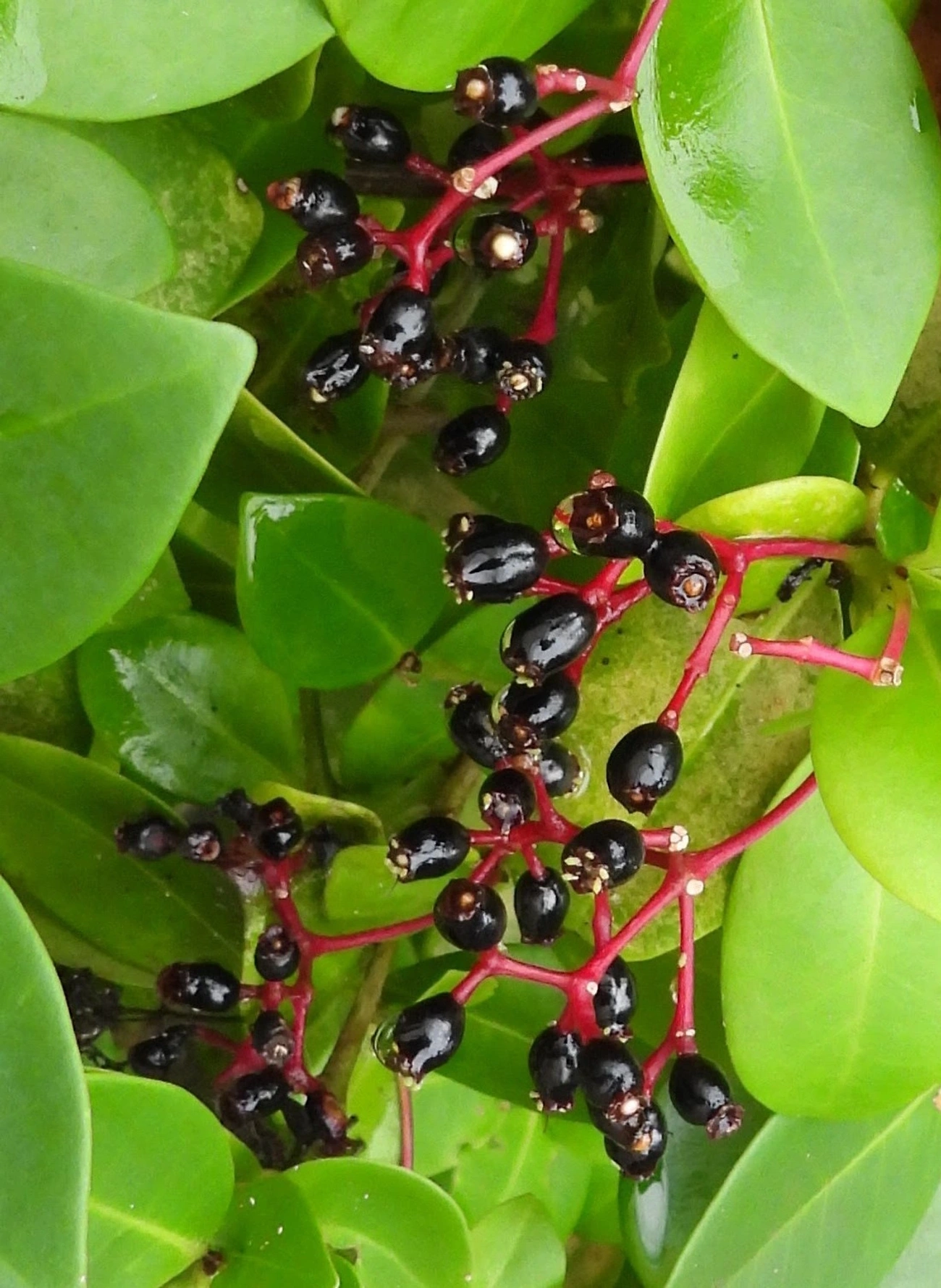 Guapira, plantas, fotografado em Maresias, São Sebastião
