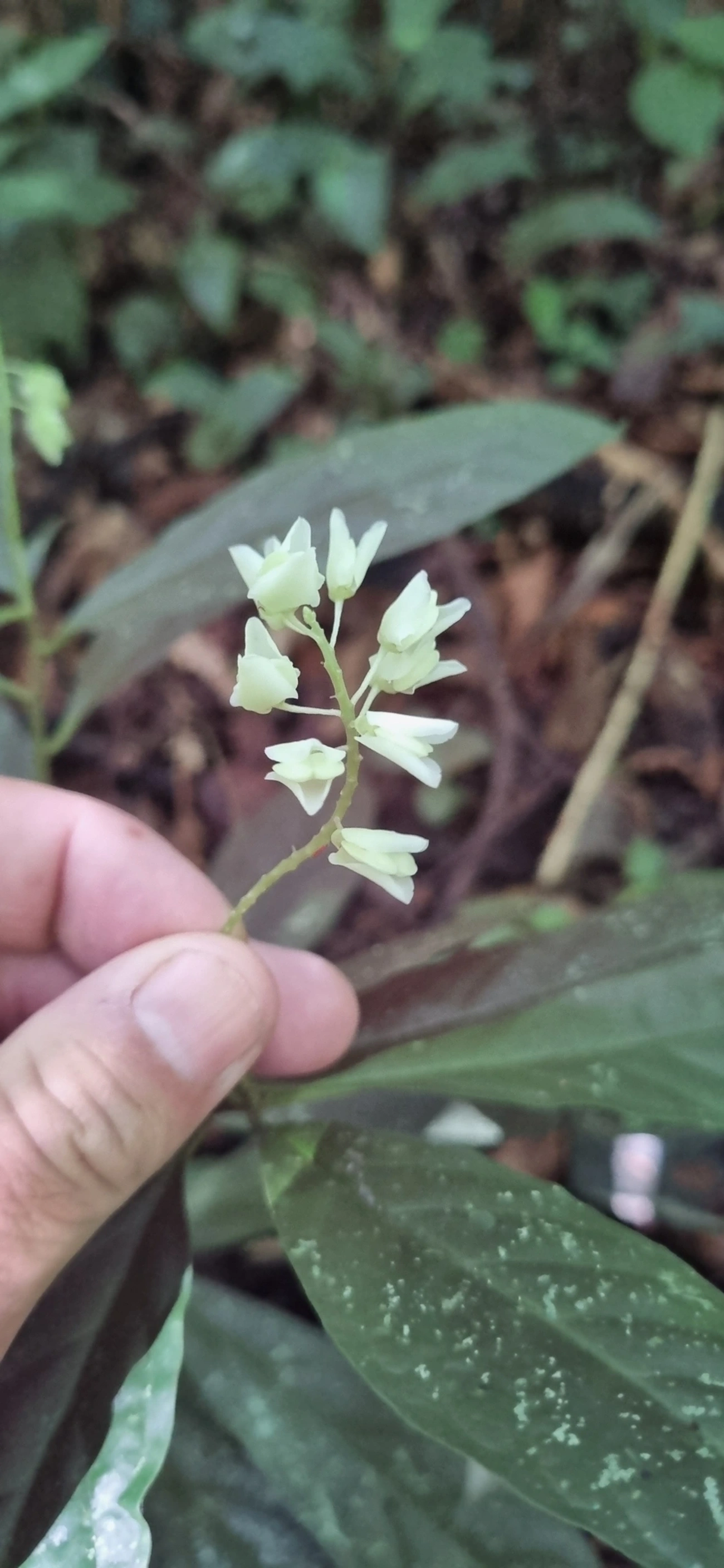 Plantas (Plantae), plantas, fotografado em Maresias, São Sebastião