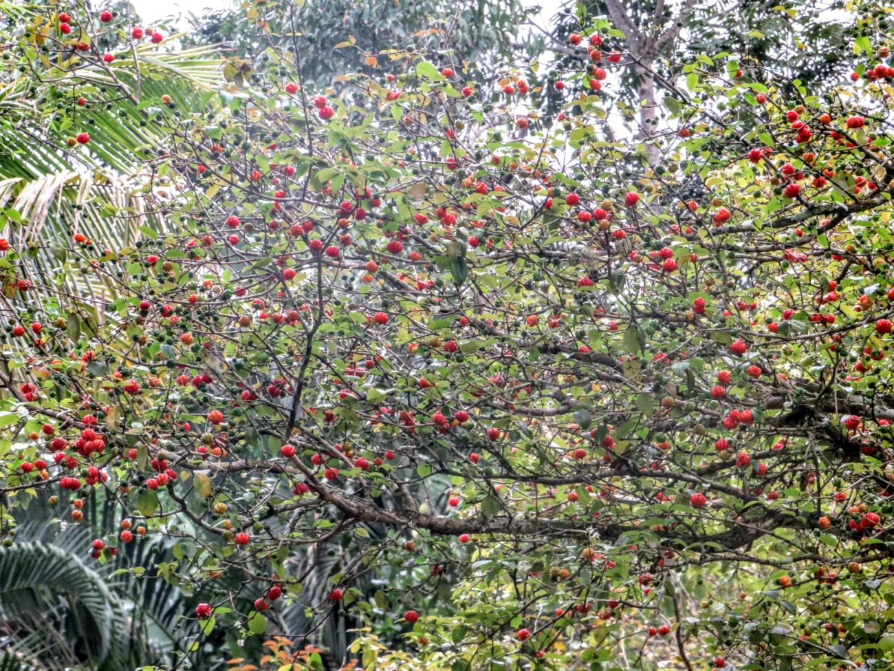 Pitanga (Eugenia uniflora), plantas, fotografado em Maresias, São Sebastião