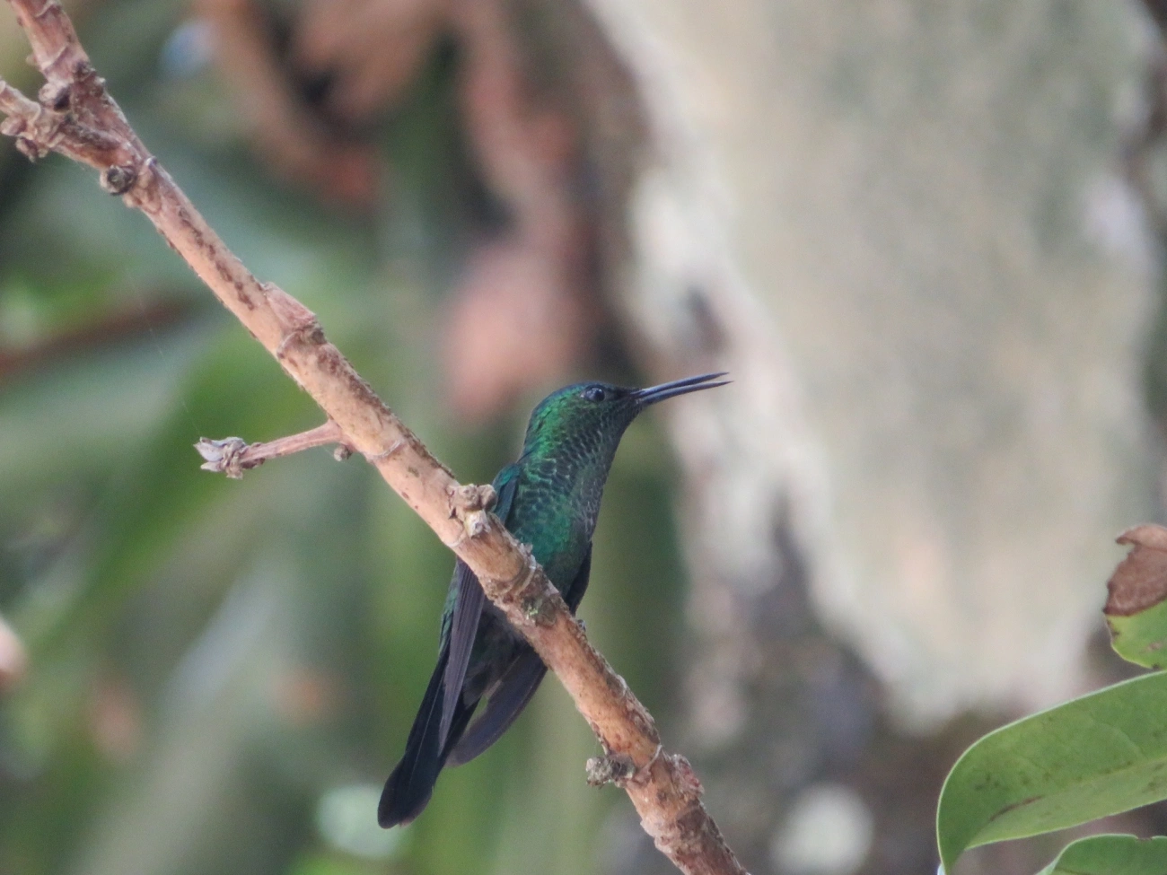 Beija-flor-de-fronte-violeta (Thalurania glaucopis), aves, fotografado em Maresias, São Sebastião