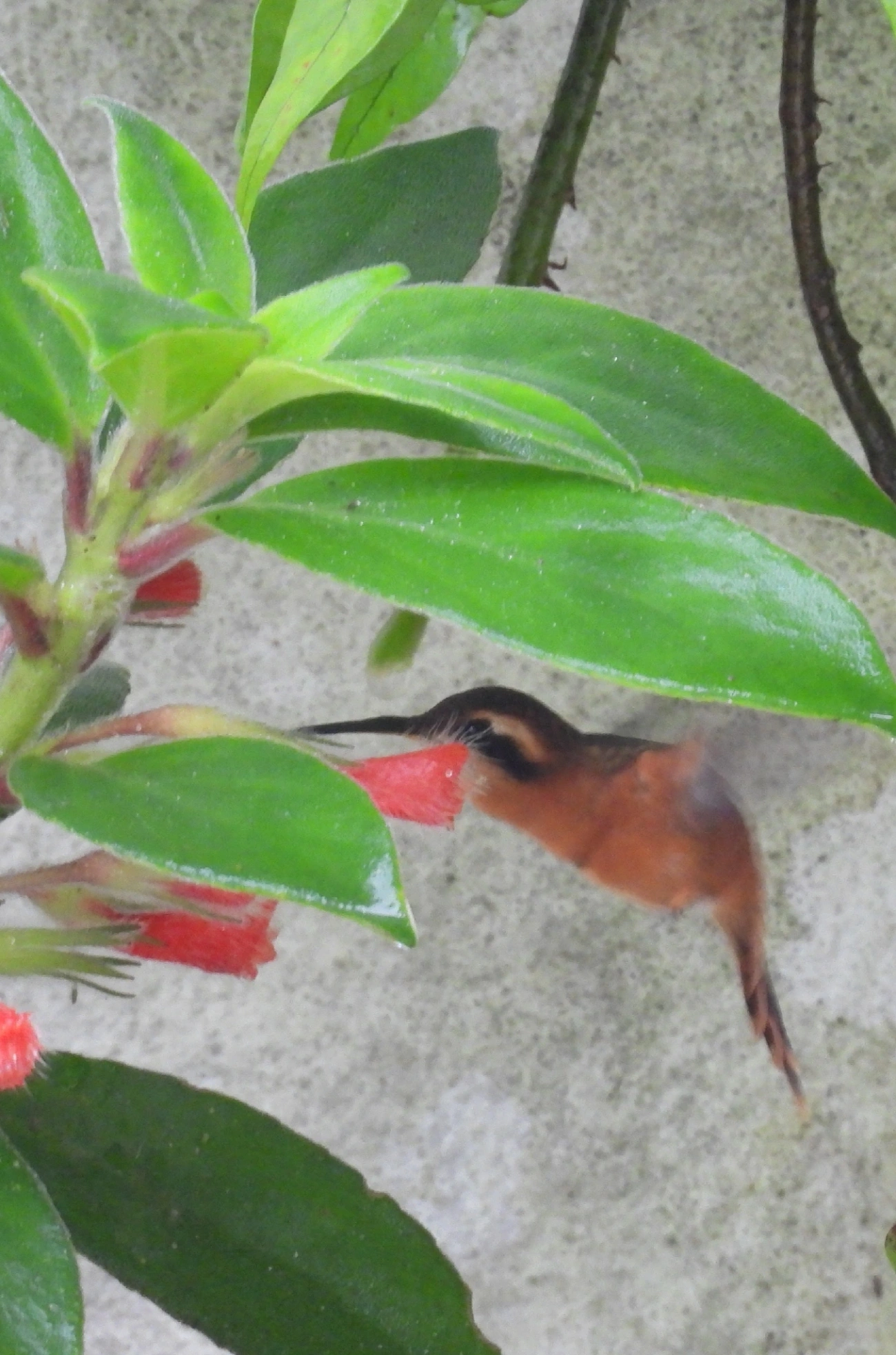 Rabo-branco-rubro (Phaethornis ruber), aves, fotografado em Maresias, São Sebastião