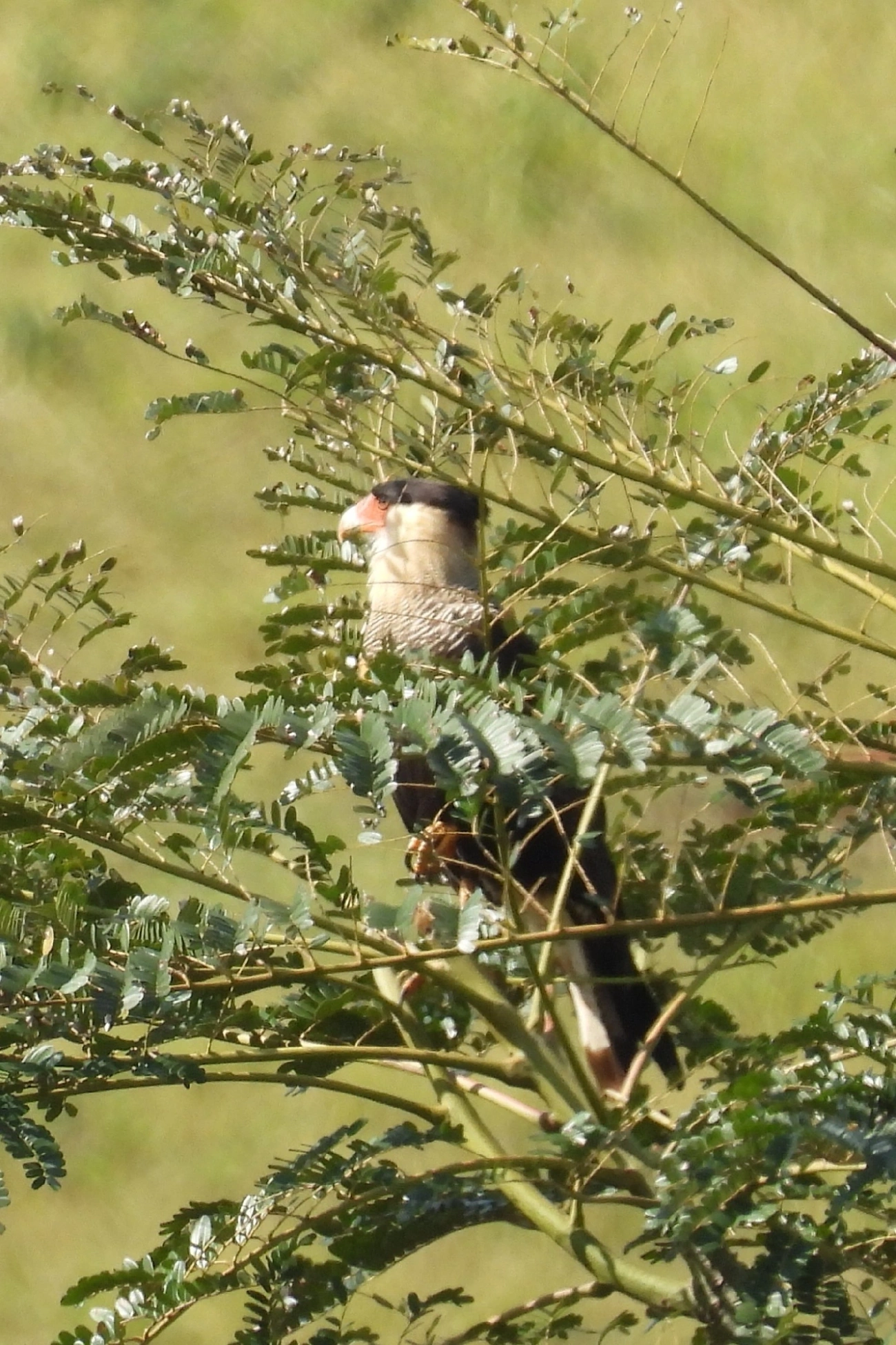 Carcará (Caracara plancus), aves, fotografado em Bragança Paulista