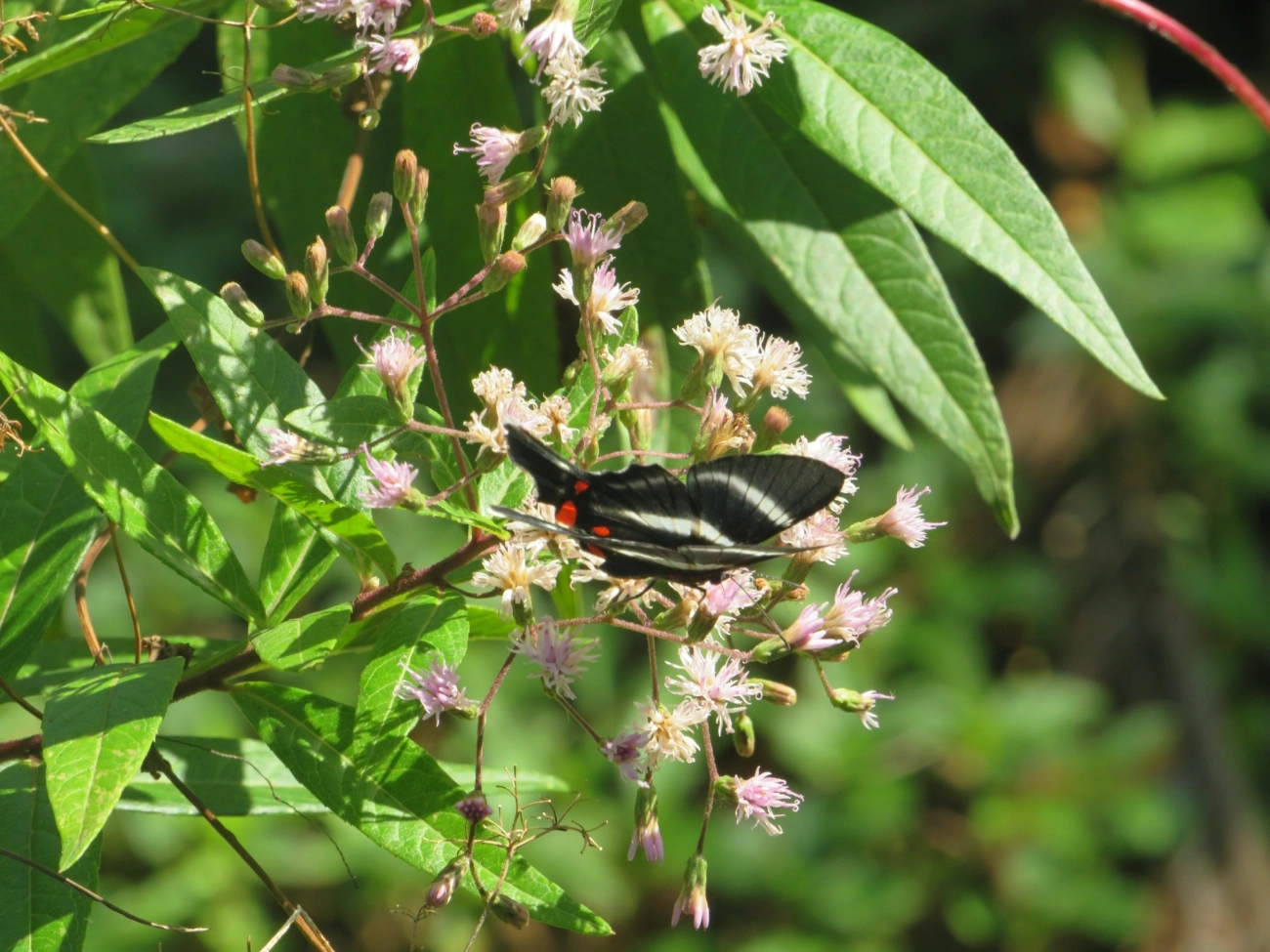 Metálica-de-cauda-longa (Rhetus arcius), insetos, fotografado em Maresias, São Sebastião