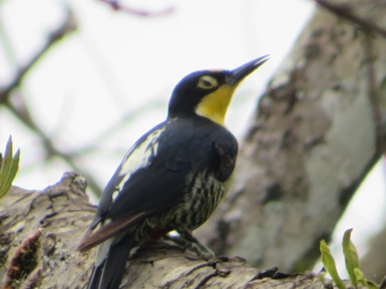 Benedito-de-testa-amarela (Melanerpes flavifrons), aves, fotografado em Maresias, São Sebastião