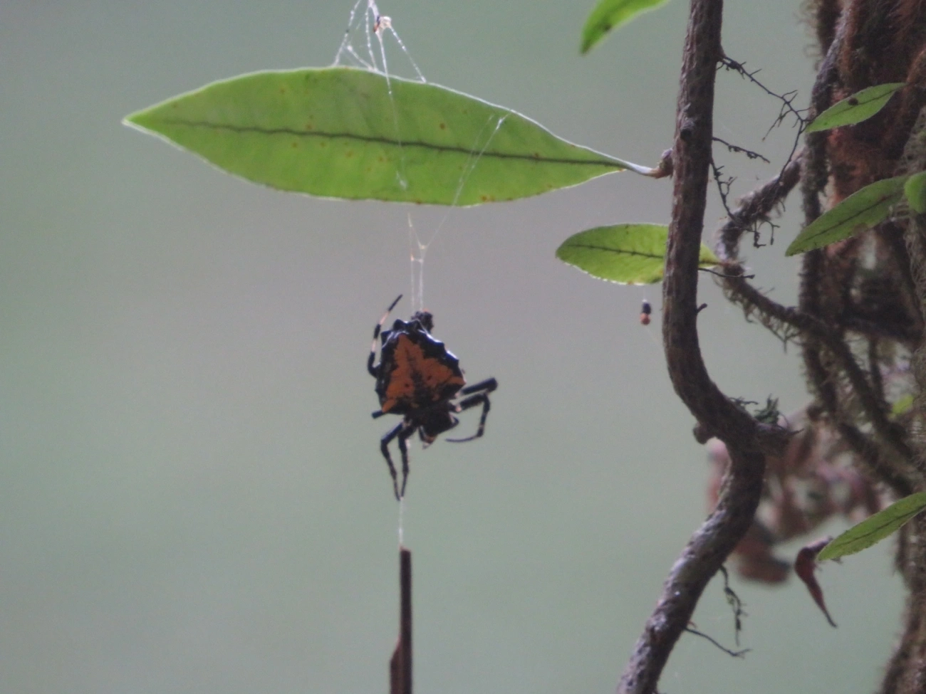Verrucosa meridionalis, aracnídeos, fotografado em Maresias, São Sebastião