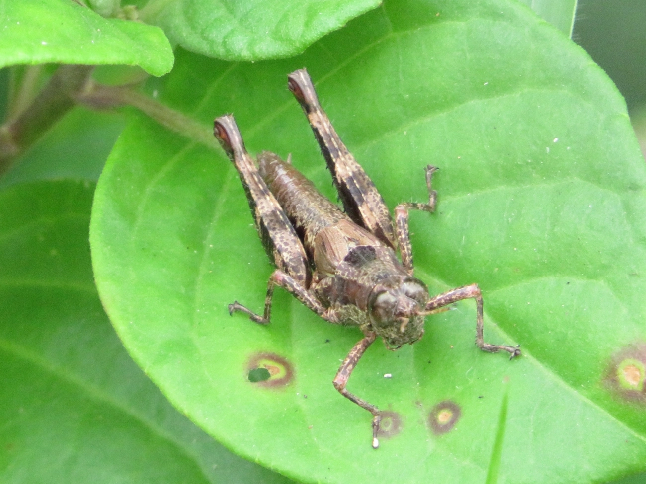 Digamacris amoena, insetos, fotografado em Maresias, São Sebastião