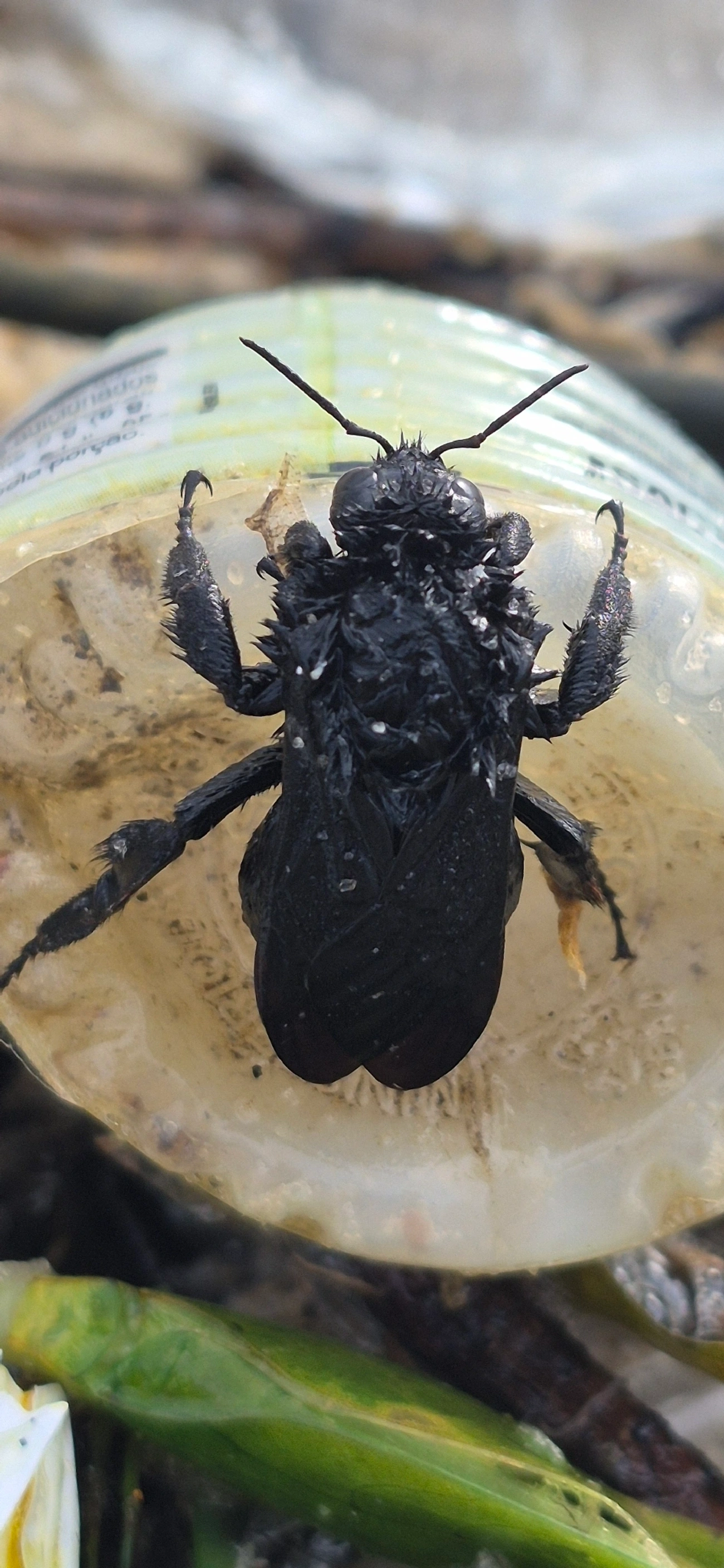 Bombus morio, insetos, fotografado em Maresias, São Sebastião