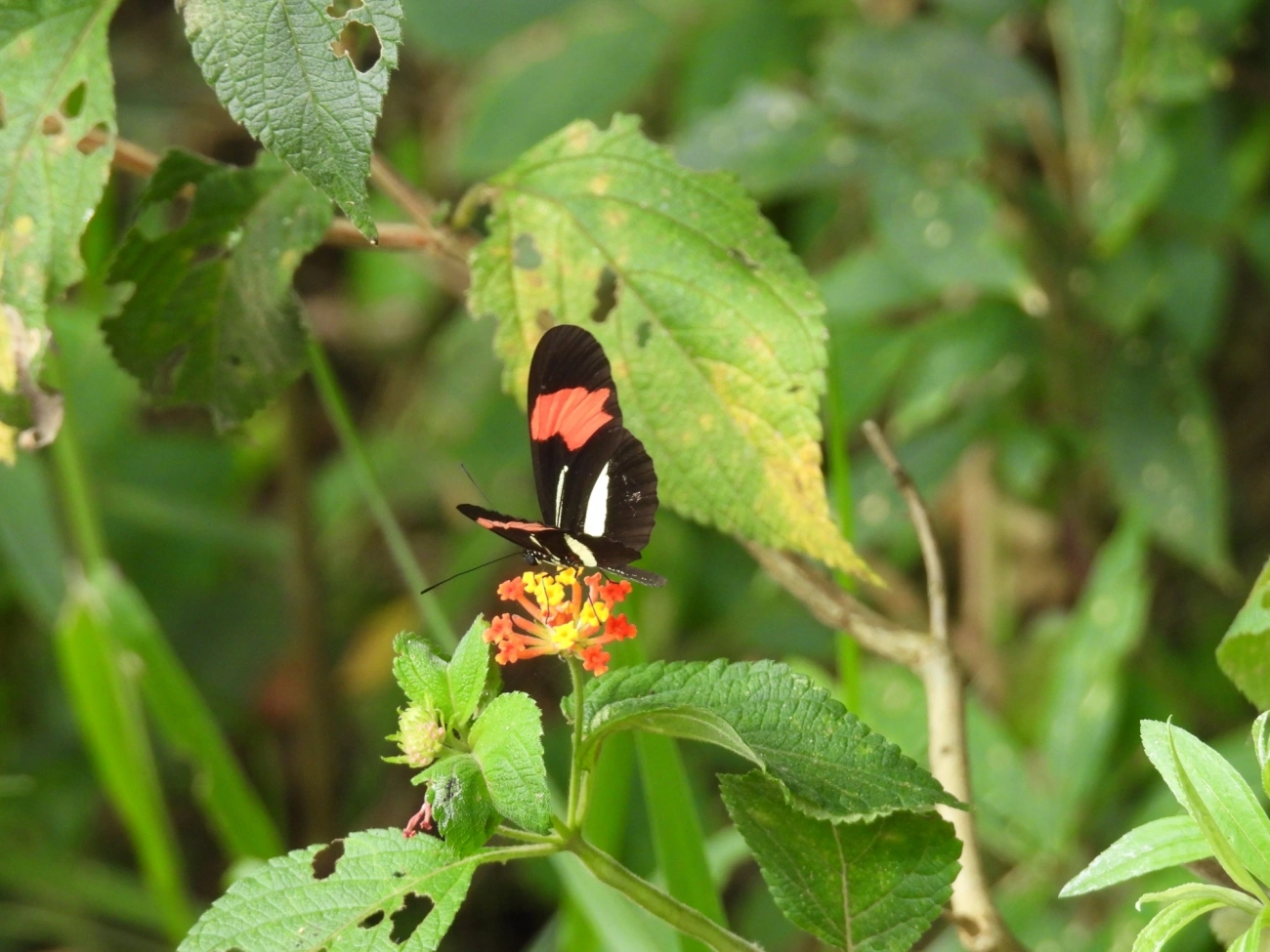 Borboleta-castanha-vermelha (Heliconius erato), insetos, fotografado em Cabreúva