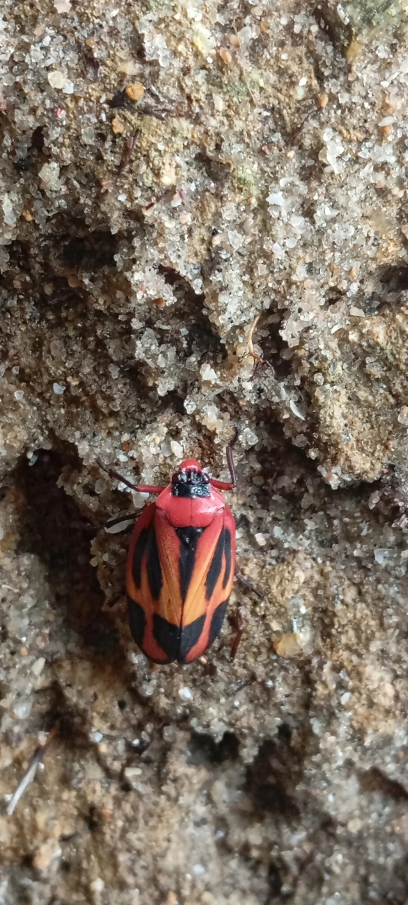 Tomaspis furcata, insetos, fotografado em Domingas Dias, Ubatuba