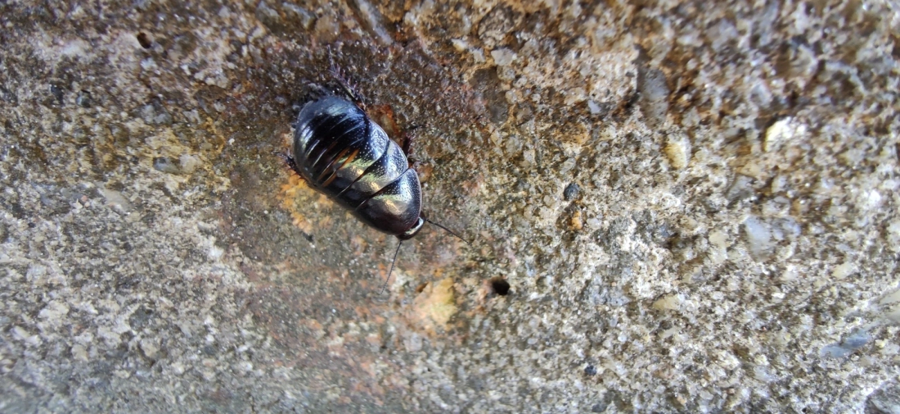 Barata-de-suriname (Pycnoscelus surinamensis), insetos, fotografado em Vila Santo Estevão, São Paulo