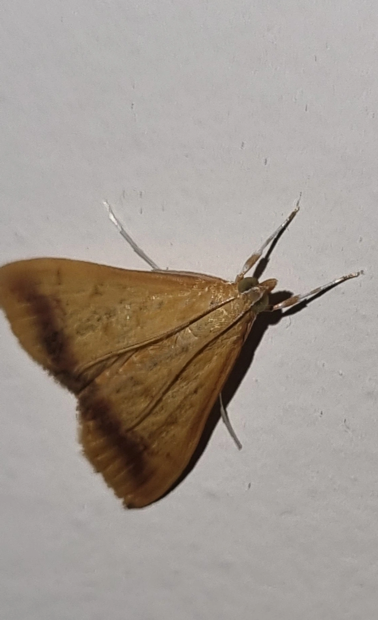 Hyalorista, insetos, fotografado em Maresias, São Sebastião
