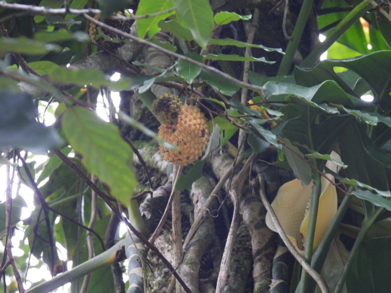 Graviola-silvestre (Annona montana), plantas, fotografado em Maresias, São Sebastião