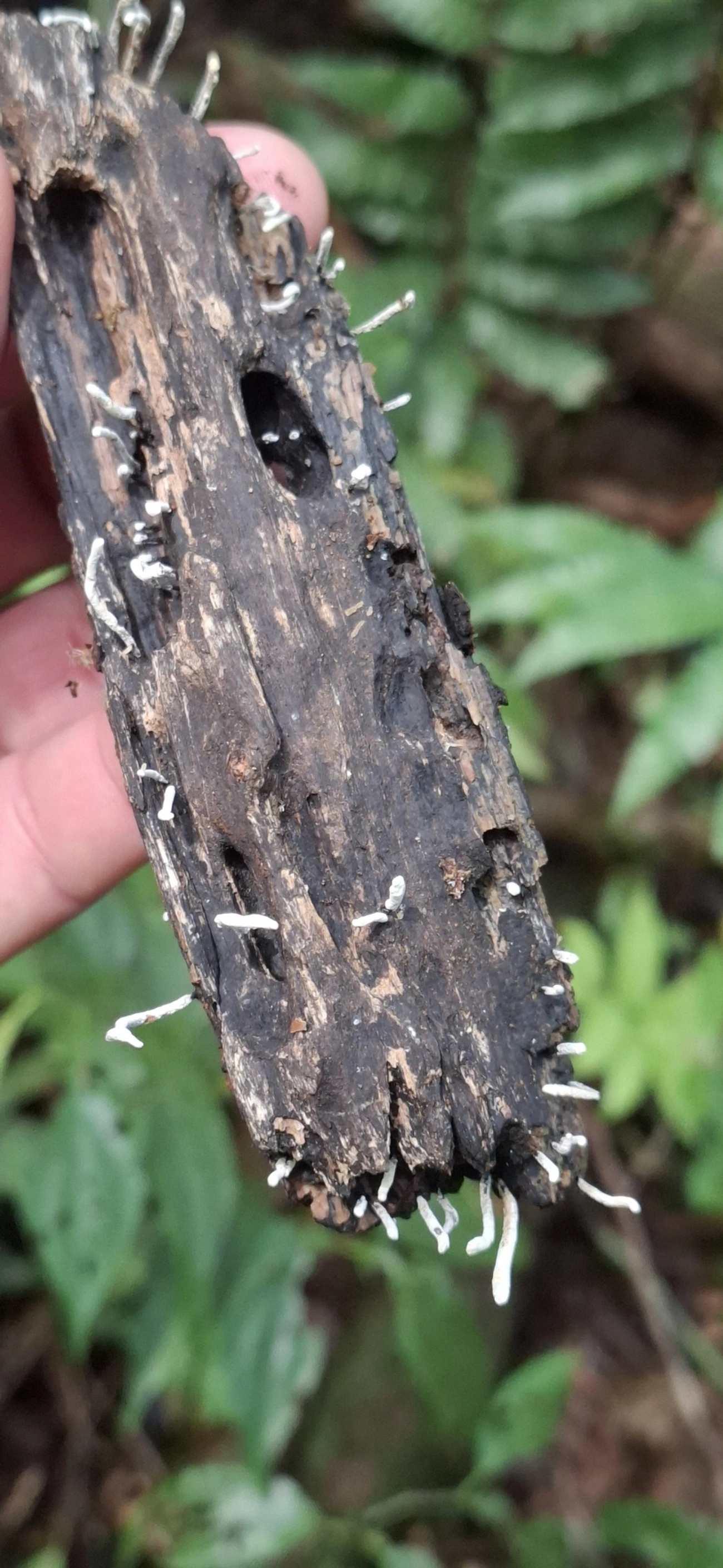 Xylaria, fungos, fotografado em Enxovas, Ilhabela