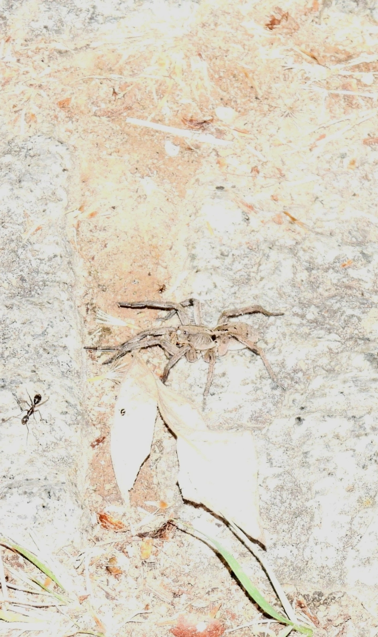 Lycosinae, aracnídeos, fotografado em Itamonte