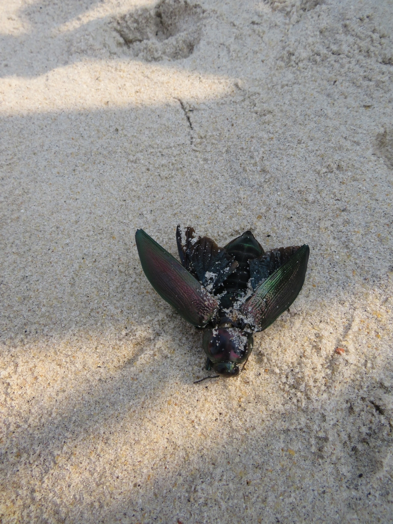 Besouro-jóia-gigante (Euchroma giganteum), insetos, fotografado em Maresias, São Sebastião