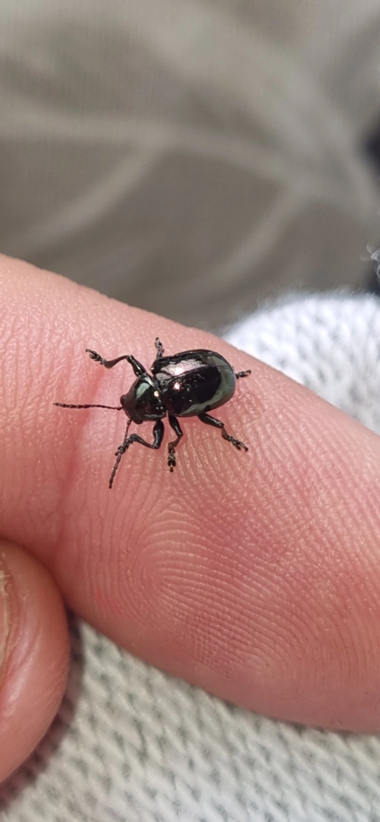 Typophorus, insetos, fotografado em Maresias, São Sebastião