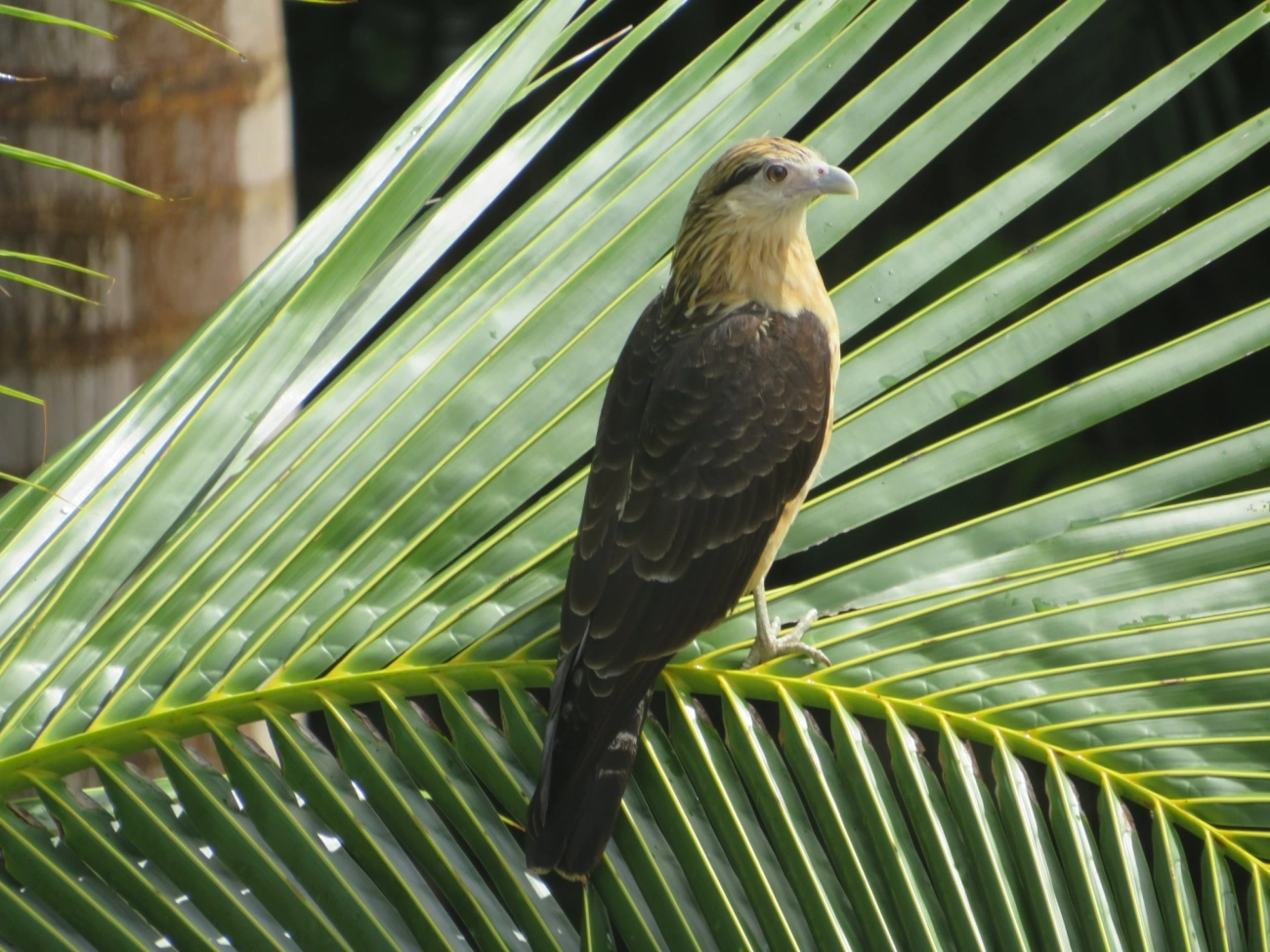 Carrapateiro (Daptrius chimachima), aves, fotografado em Maresias, São Sebastião
