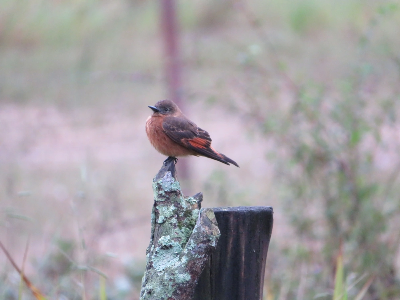 Gibão-de-couro (Hirundinea ferruginea), aves, fotografado em Maresias, São Sebastião