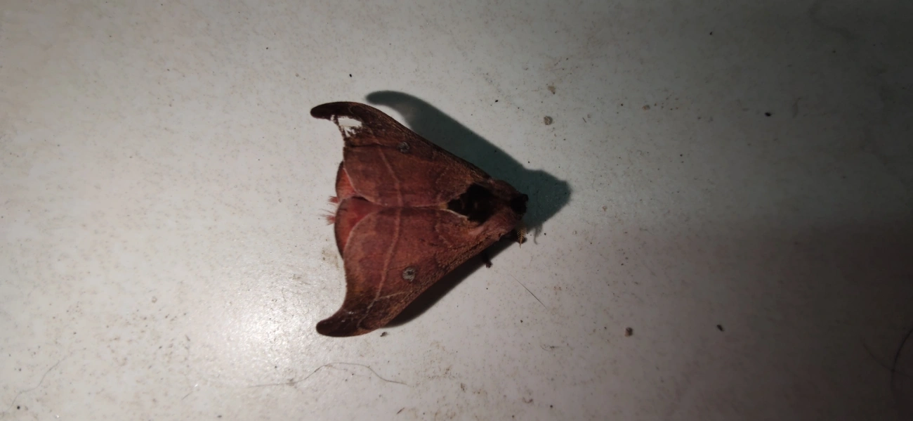 Hylesia nanus, insetos, fotografado em Maresias, São Sebastião