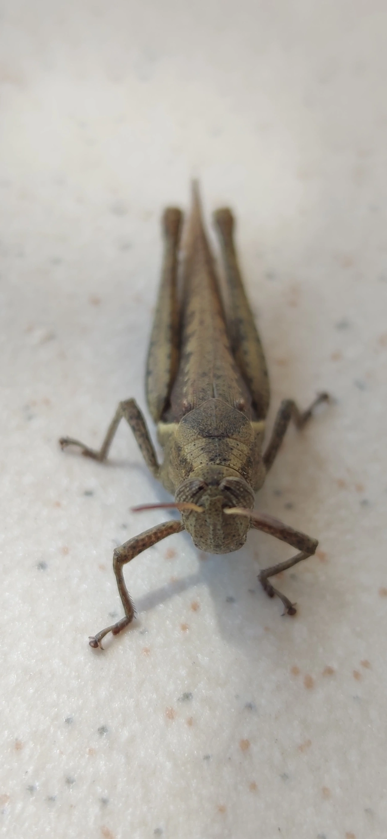 Abracris flavolineata, insetos, fotografado em Maresias, São Sebastião
