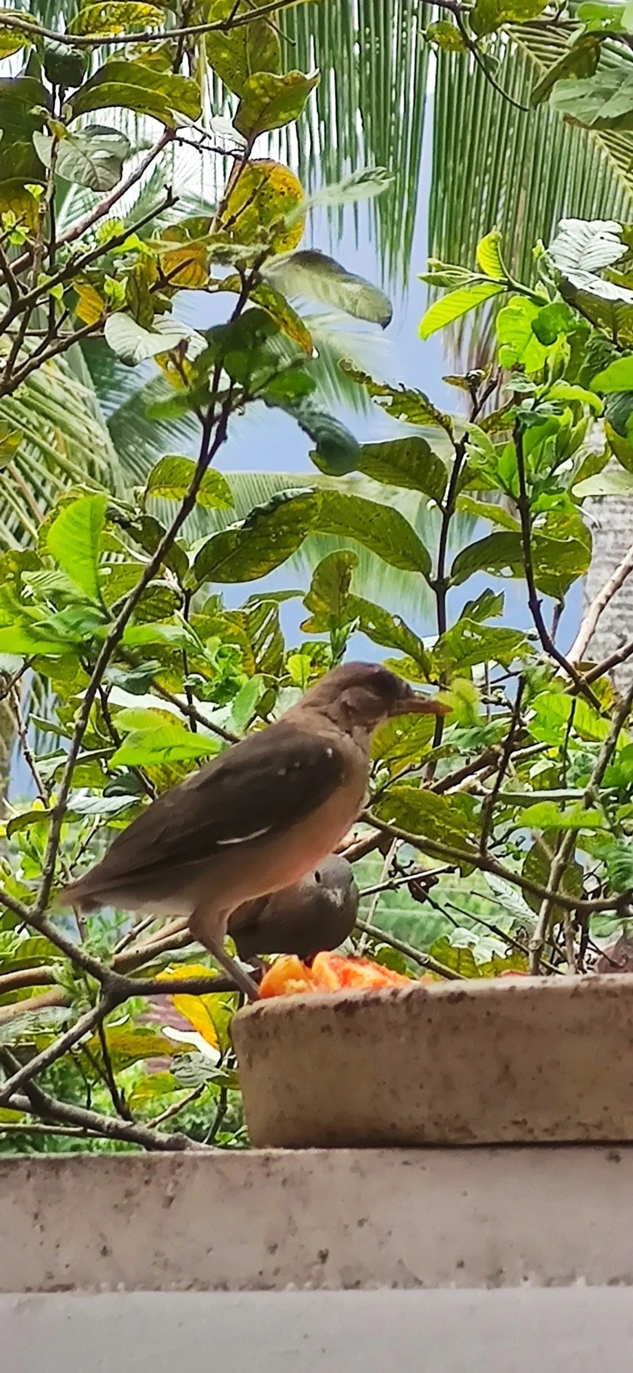 Sabiá-barranco (Turdus leucomelas), aves, fotografado em Maresias, São Sebastião