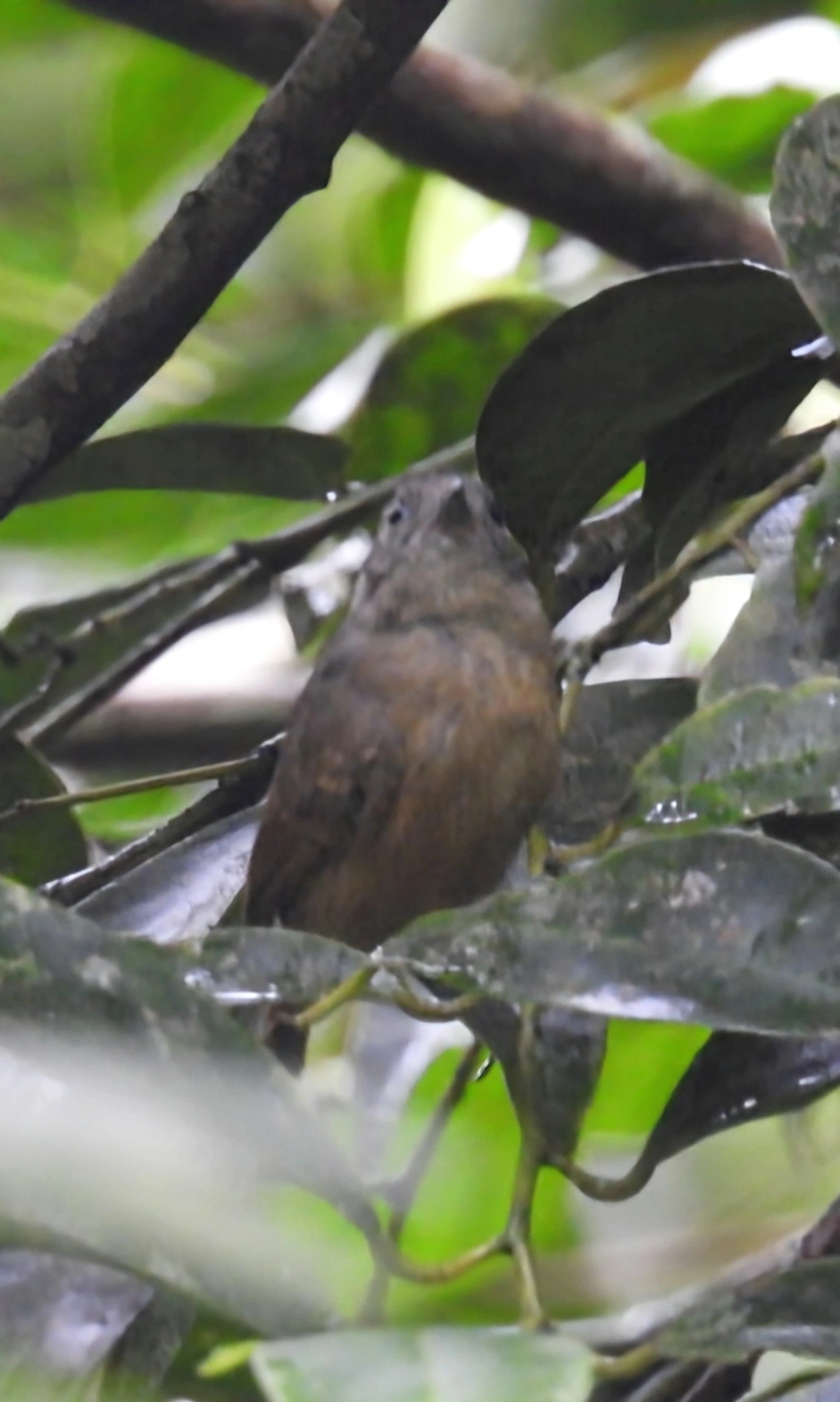 Choca-da-mata (Thamnophilus caerulescens), aves, fotografado em Maresias, São Sebastião