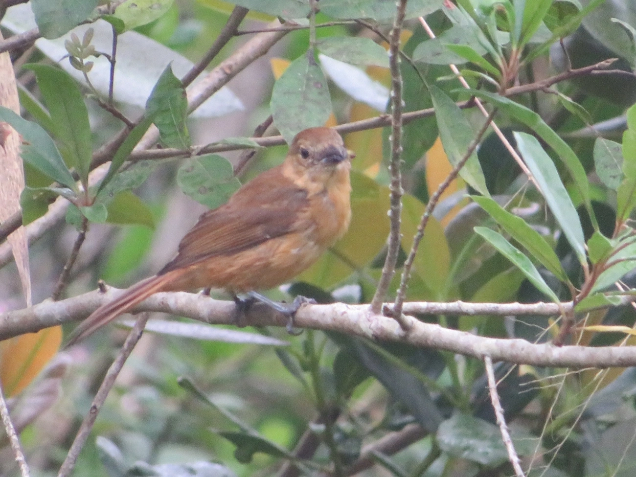 Tiê-galo (Loriotus cristatus), aves, fotografado em Maresias, São Sebastião