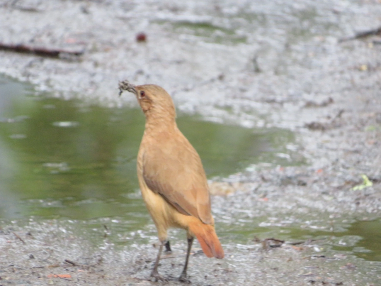 João-de-barro (Furnarius rufus), aves, fotografado em Maresias, São Sebastião