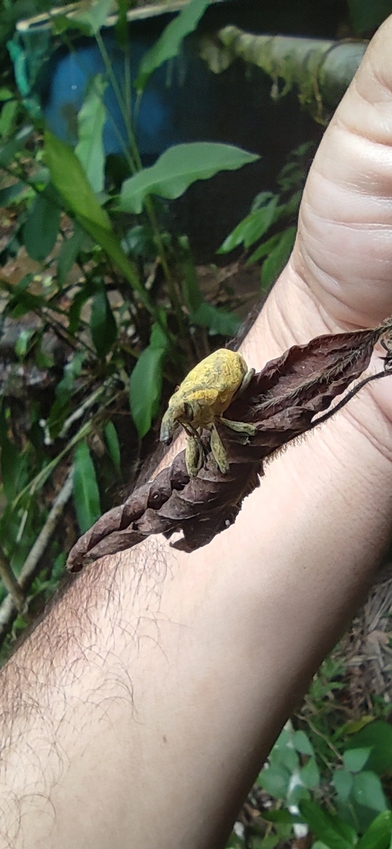 Lixus, insetos, fotografado em Maresias, São Sebastião