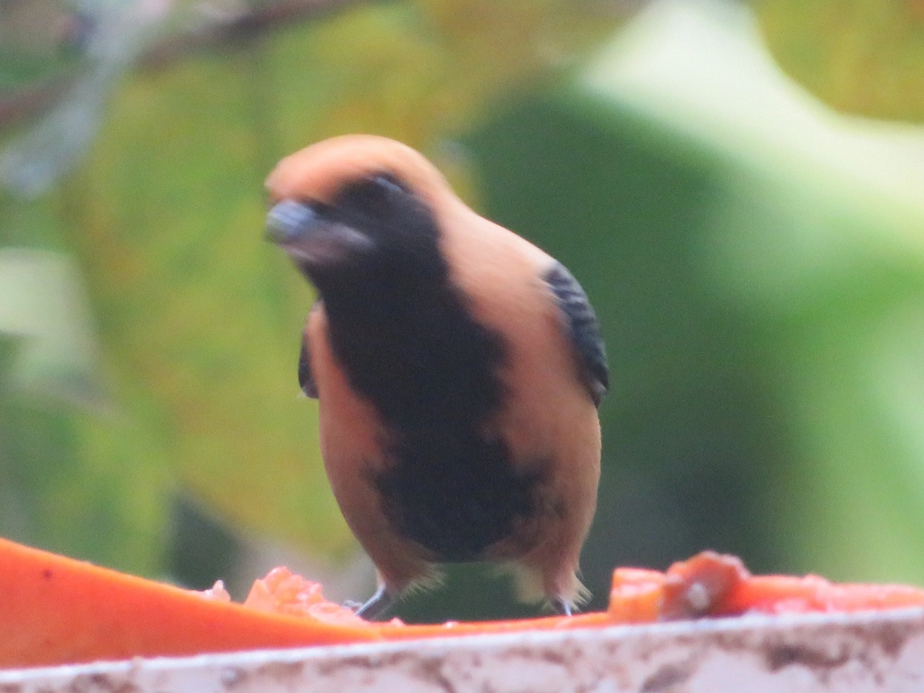 Saíra-amarela (Stilpnia cayana), aves, fotografado em Maresias, São Sebastião