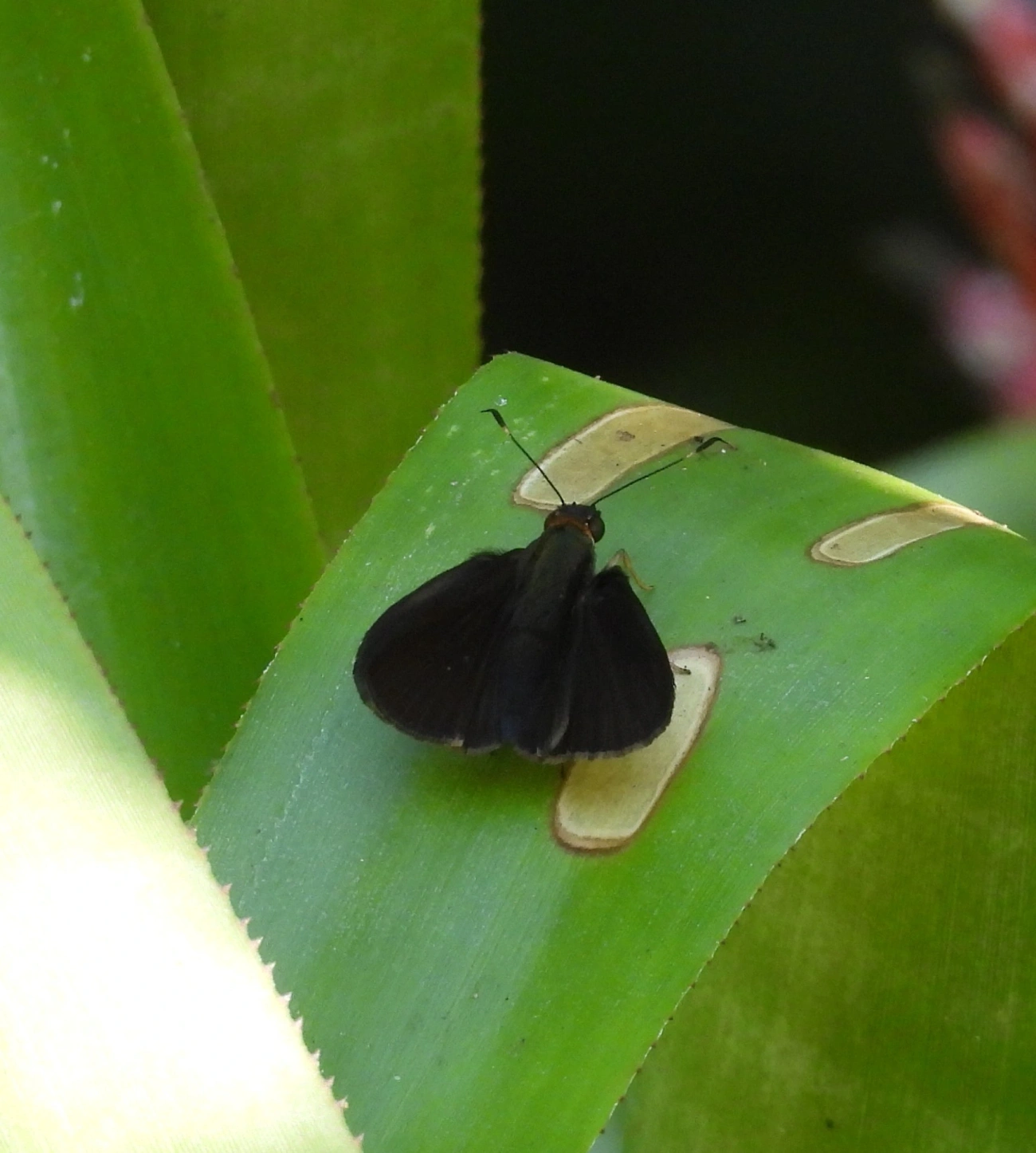 Hesperiini, insetos, fotografado em Maresias, São Sebastião
