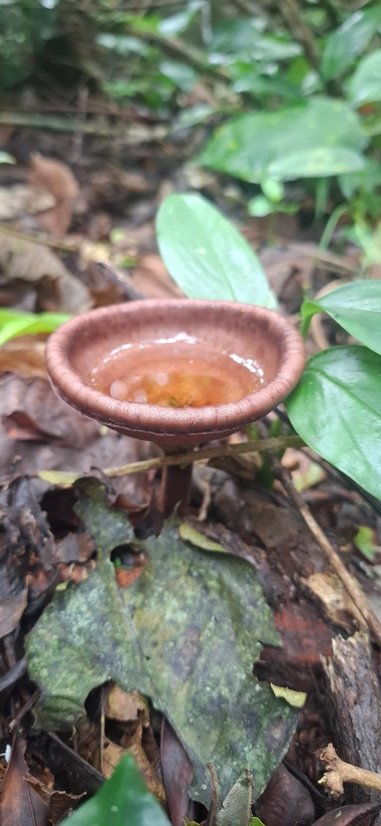 Panus, fungos, fotografado em Maresias, São Sebastião