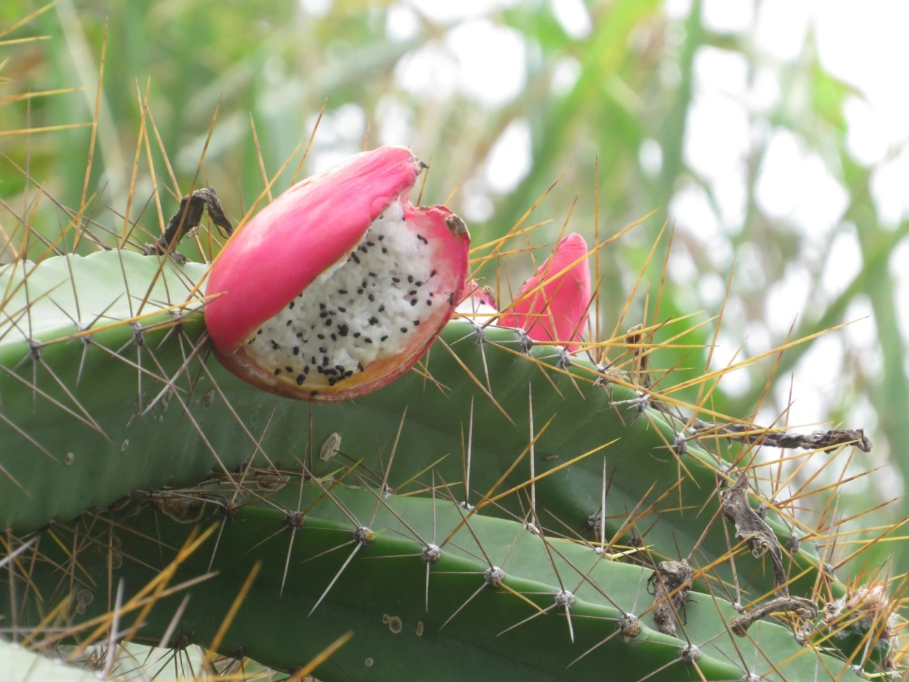 Mandacaru-da-praia (Cereus fernambucensis), plantas, fotografado em Ilhabela