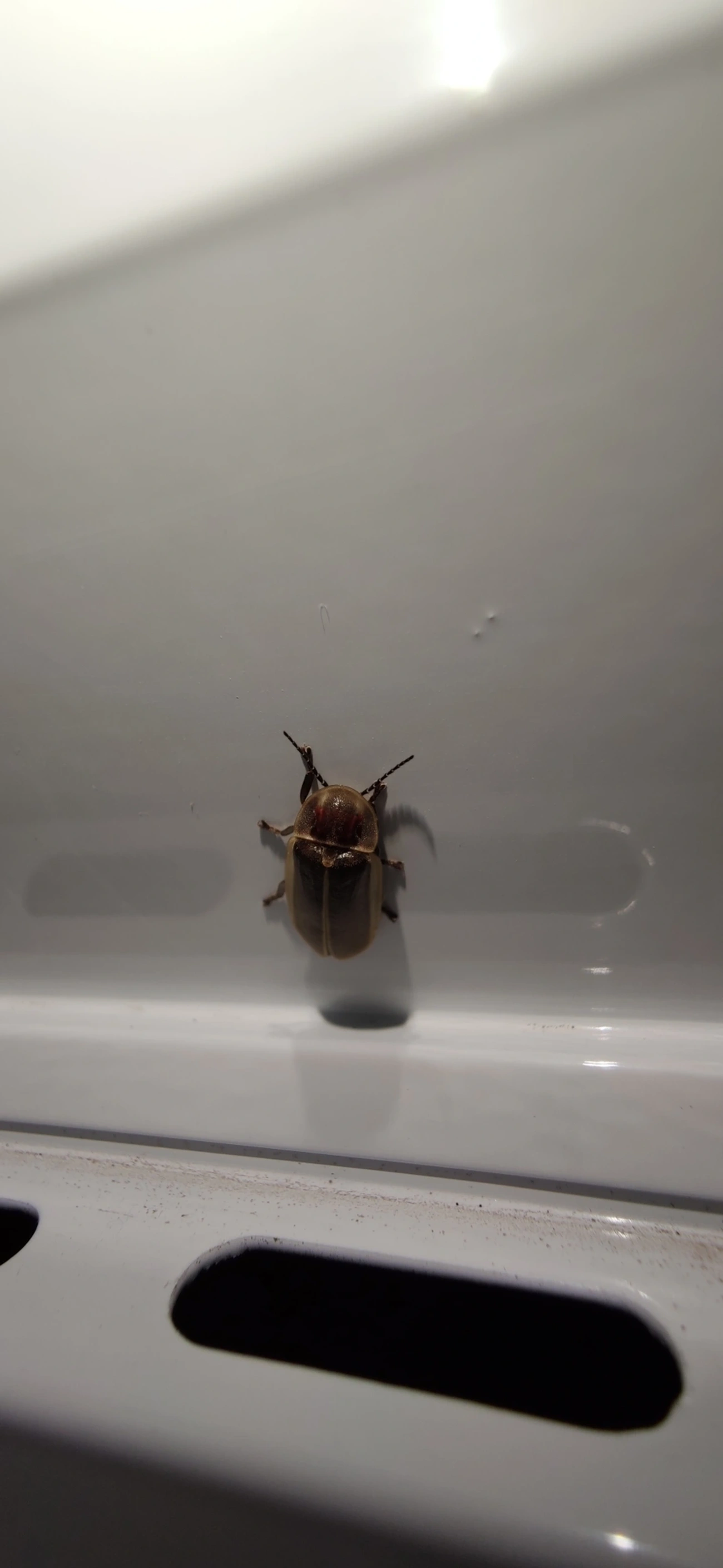 Pirilampos (Lampyridae), insetos, fotografado em Maresias, São Sebastião