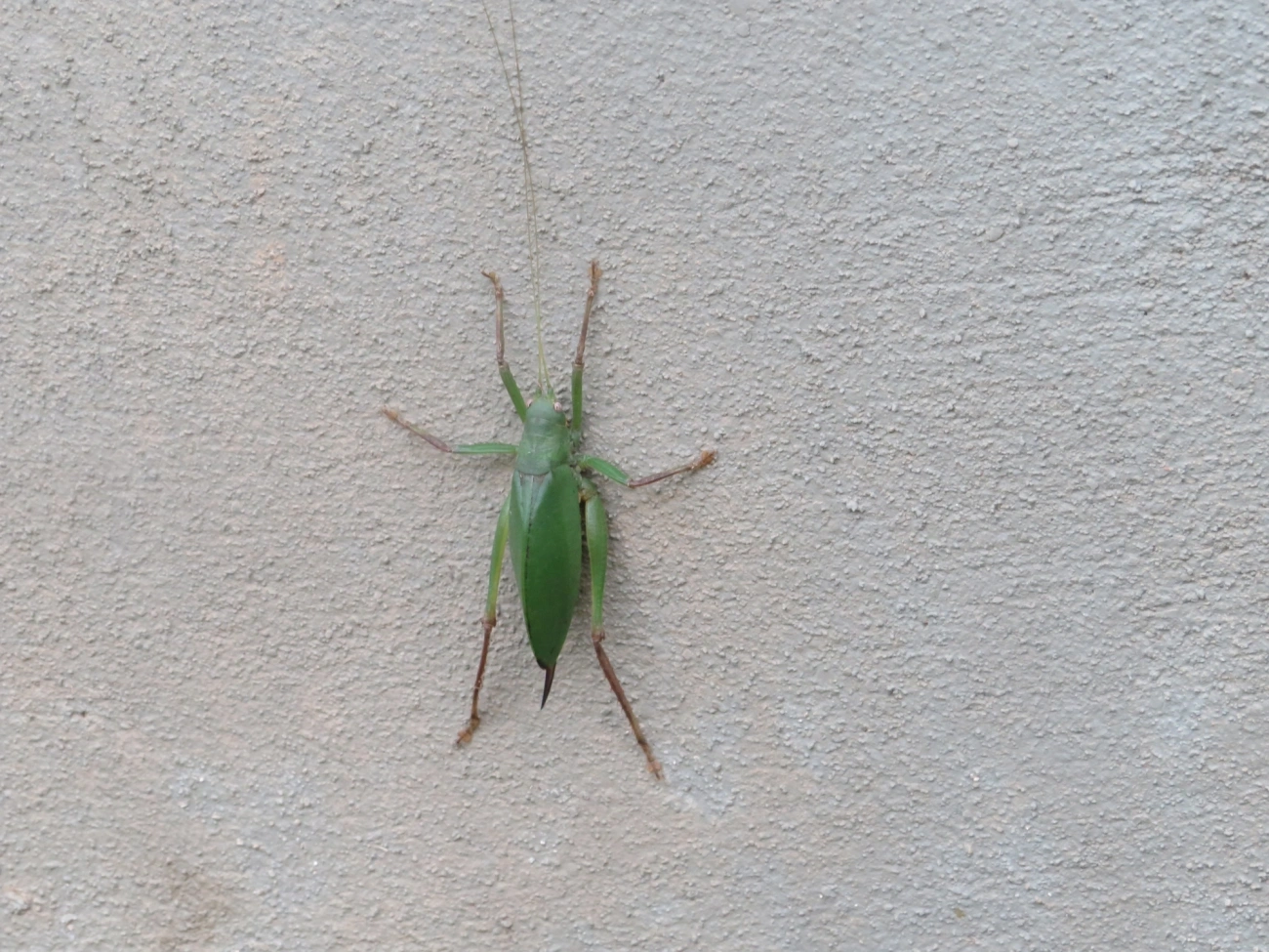 Platyphyllum, insetos, fotografado em Maresias, São Sebastião