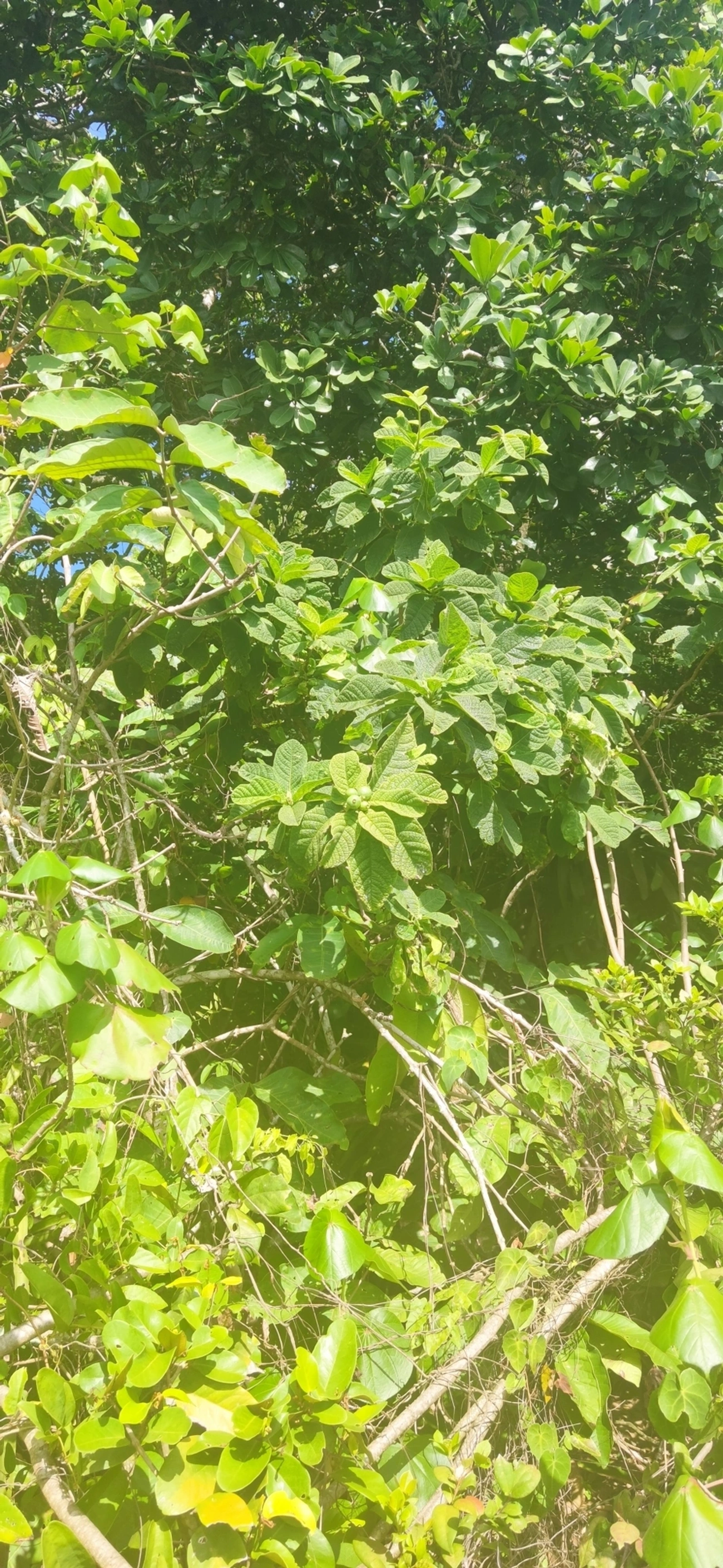 Marmelo-da-praia (Tocoyena bullata), plantas, fotografado em Maresias, São Sebastião