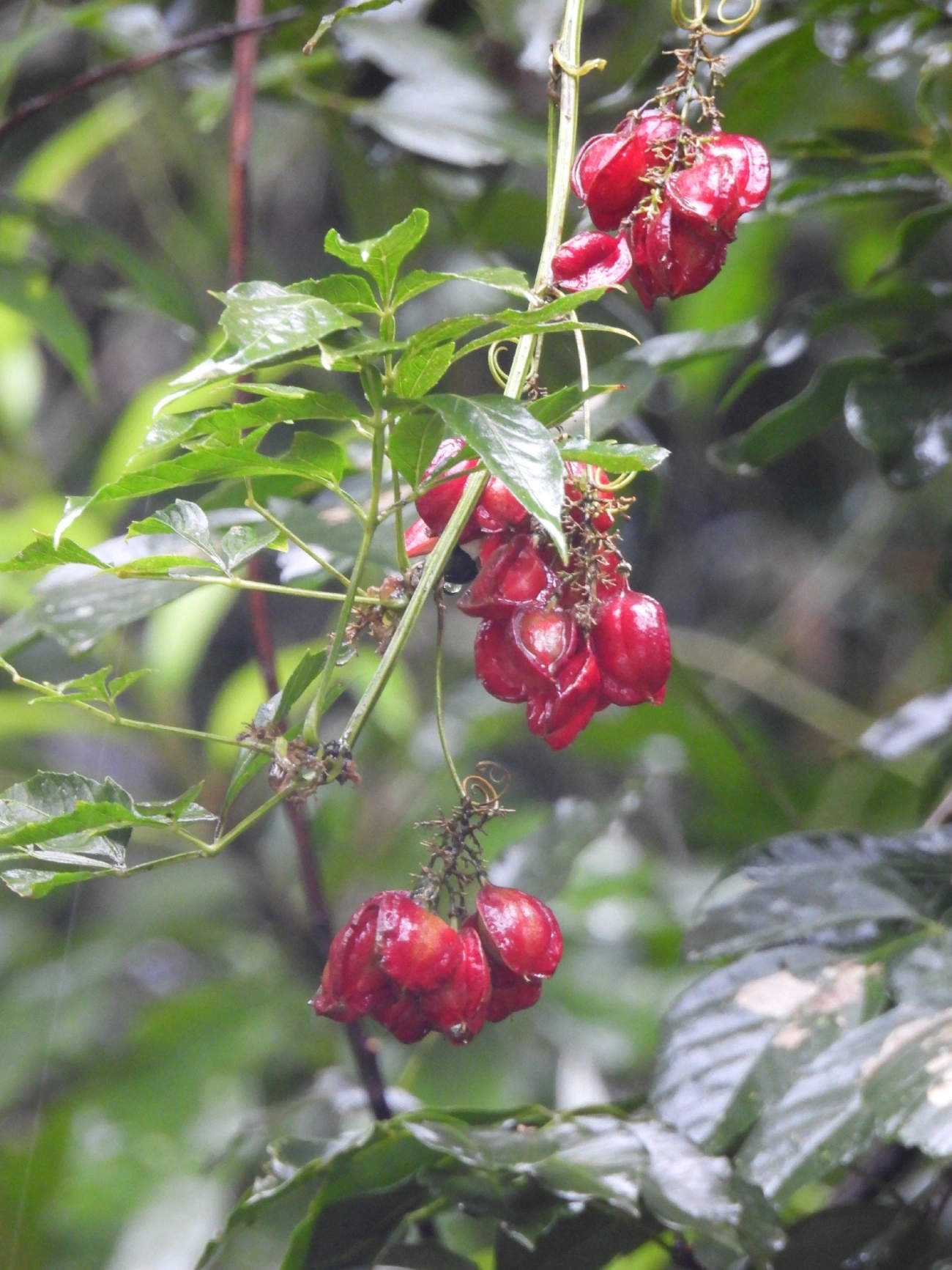 Guaraná triangular (Paullinia meliifolia), plantas, fotografado em Maresias, São Sebastião