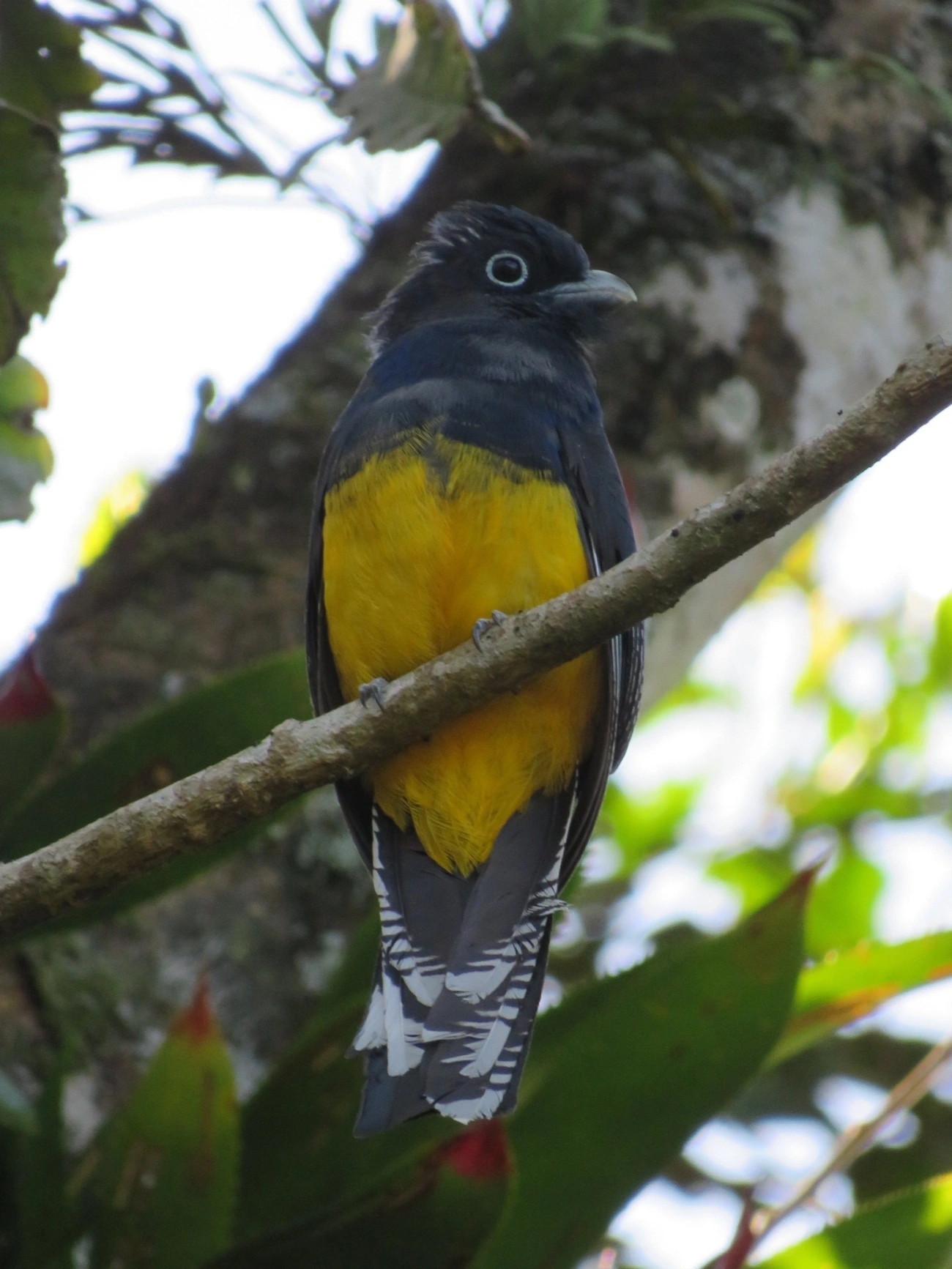 Surucuá-de-barriga-amarela (Trogon viridis), aves, fotografado em Paúba, São Sebastião