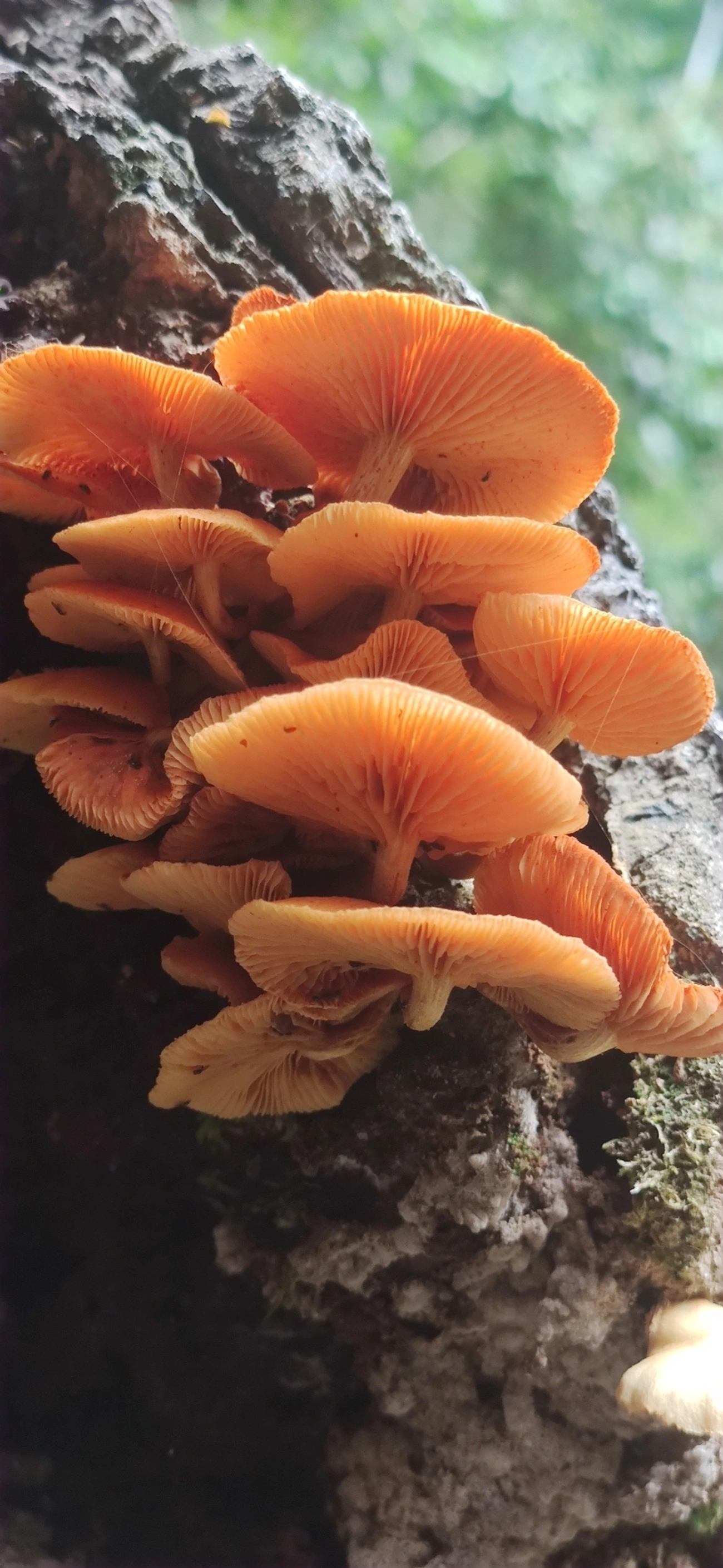 Gymnopilus, fungos, fotografado em Maresias, São Sebastião