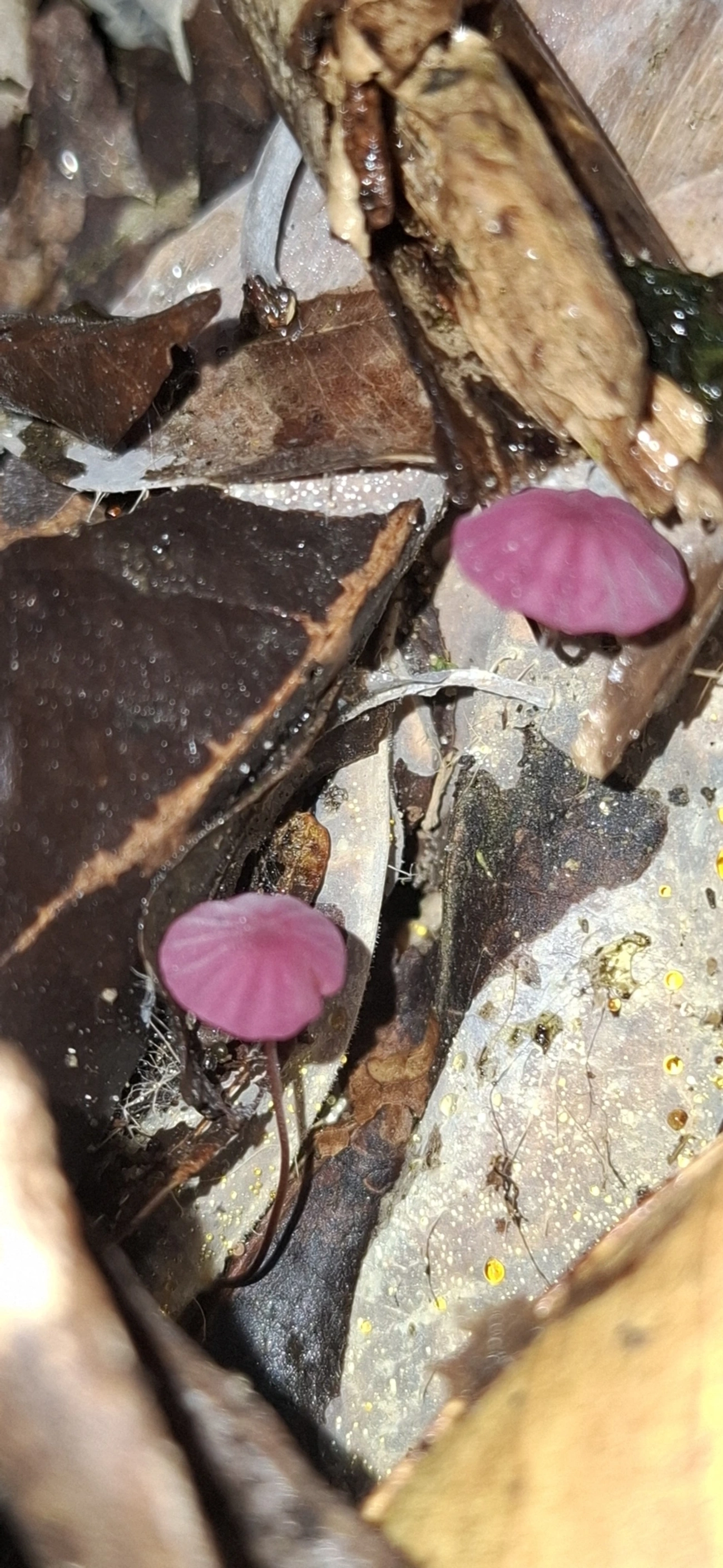 Cata-vento-roxo (Marasmius haematocephalus), fungos, fotografado em Maresias, São Sebastião