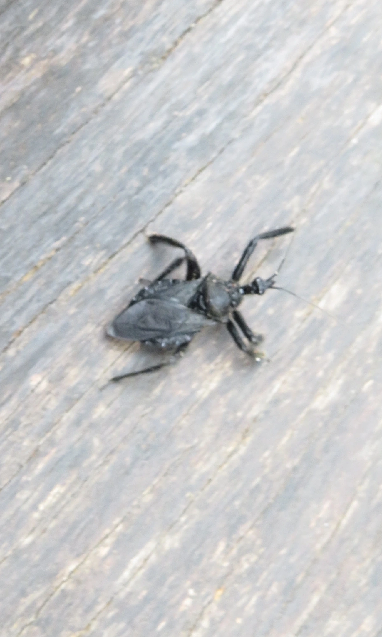 Apiomerus, insetos, fotografado em Indaiá, Caraguatatuba