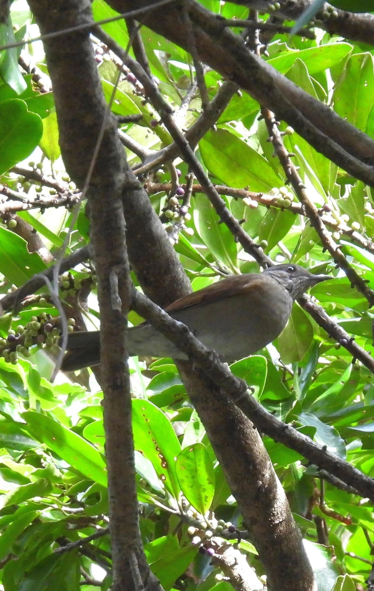 Sabiá-barranco (Turdus leucomelas), aves, fotografado em Maresias, São Sebastião