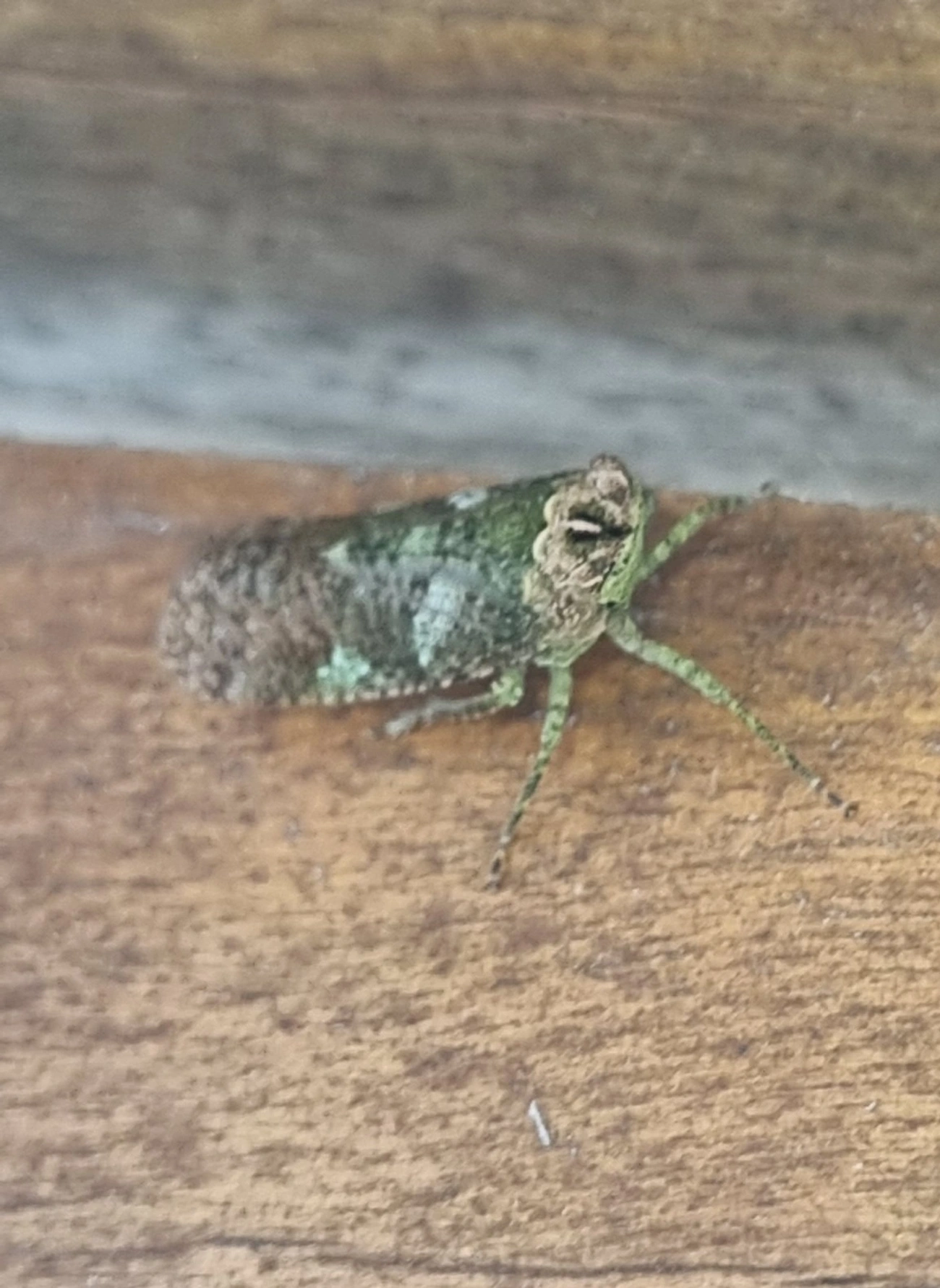Fulgomorfos (Fulgoromorpha), insetos, fotografado em Maresias, São Sebastião