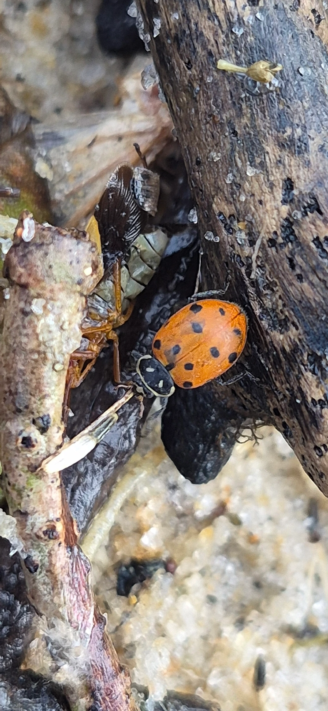 Joaninha-convergente (Hippodamia convergens), insetos, fotografado em Maresias, São Sebastião